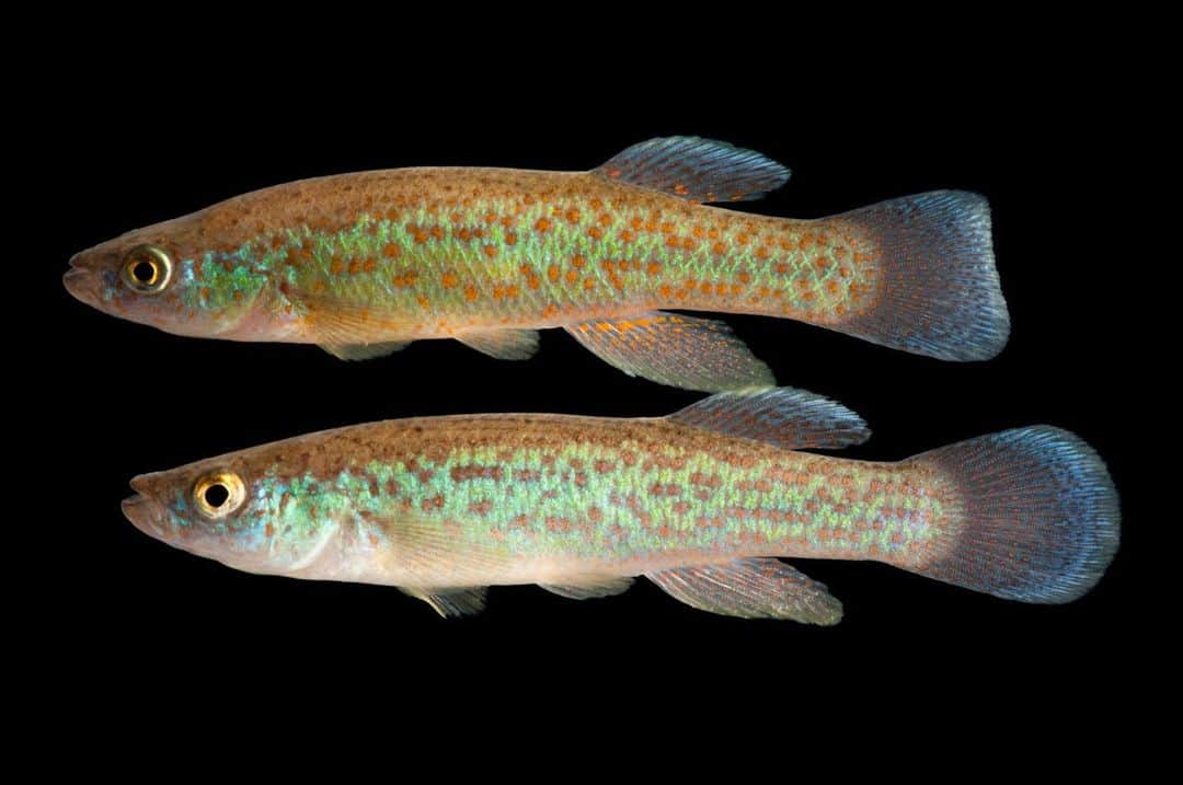 Joel Sartoreさんのインスタグラム写真 - (Joel SartoreInstagram)「One of the rarest species of fish in eastern North America, the Barrens topminnow is found in just a few localities in Tennessee. Since the mid 1980s, @conservation.fisheries, where this photo was taken, has been working to save this species by maintaining arks and breeding three separate, genetically distinct populations. Reintroduction efforts by a number of organizations are currently underway, but constant monitoring and continued efforts will be essential for the survival of the Barrens topminnow. #barrens #topminnow #endangered #fish #conservation #PhotoArk #savetogether」2月21日 22時52分 - joelsartore