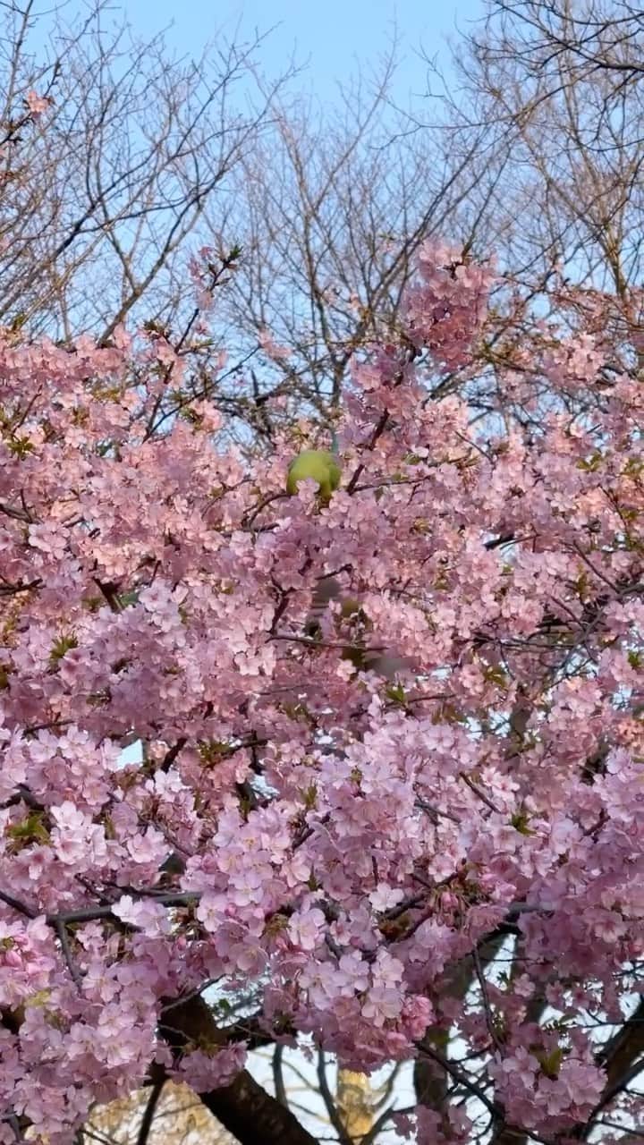 高橋菜摘のインスタグラム：「🌸🌸🌸 満開だった🤍 #河津桜」