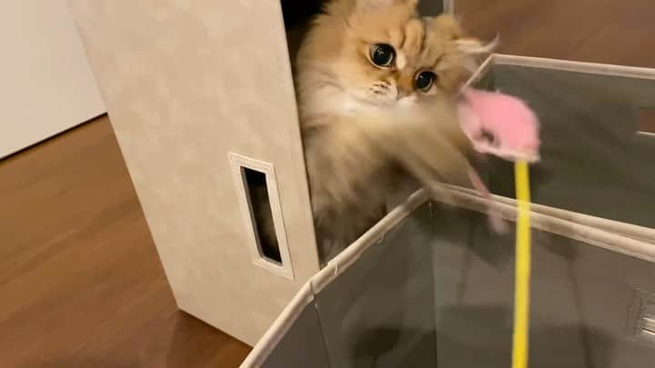 にこのインスタグラム：「あああ 最後ごめんね cute hunter📦🖤  #cat #playtime #catinthebox #hunter #ねこ #箱猫 #肉球 #ねこじゃらし #もぐらたたき #ひょこ」