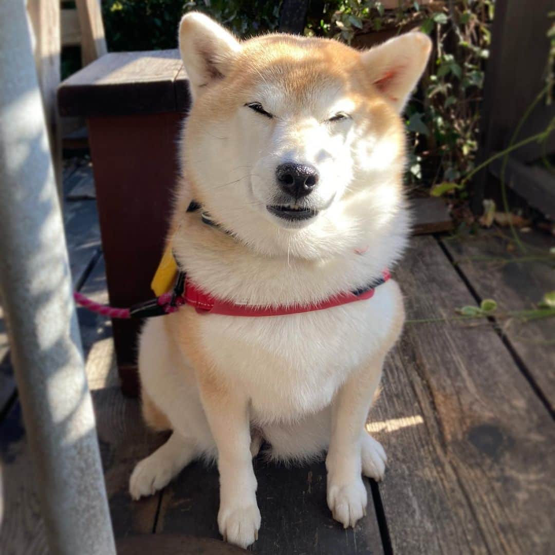 てんパパのグルメインスタ