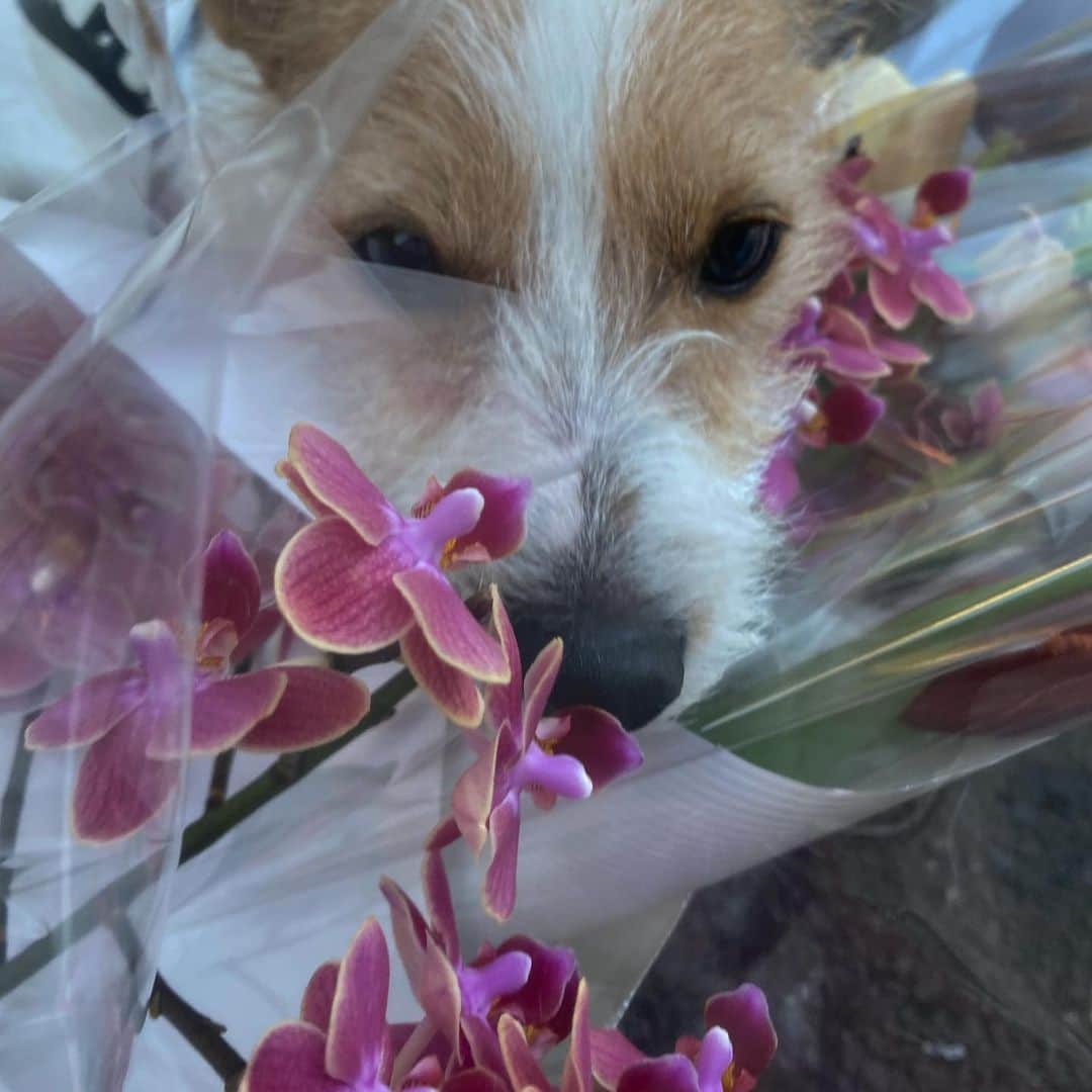水野里砂のインスタグラム：「2月もあと1週間🙌🏻 頑張るぞ🤍🌷🐶」