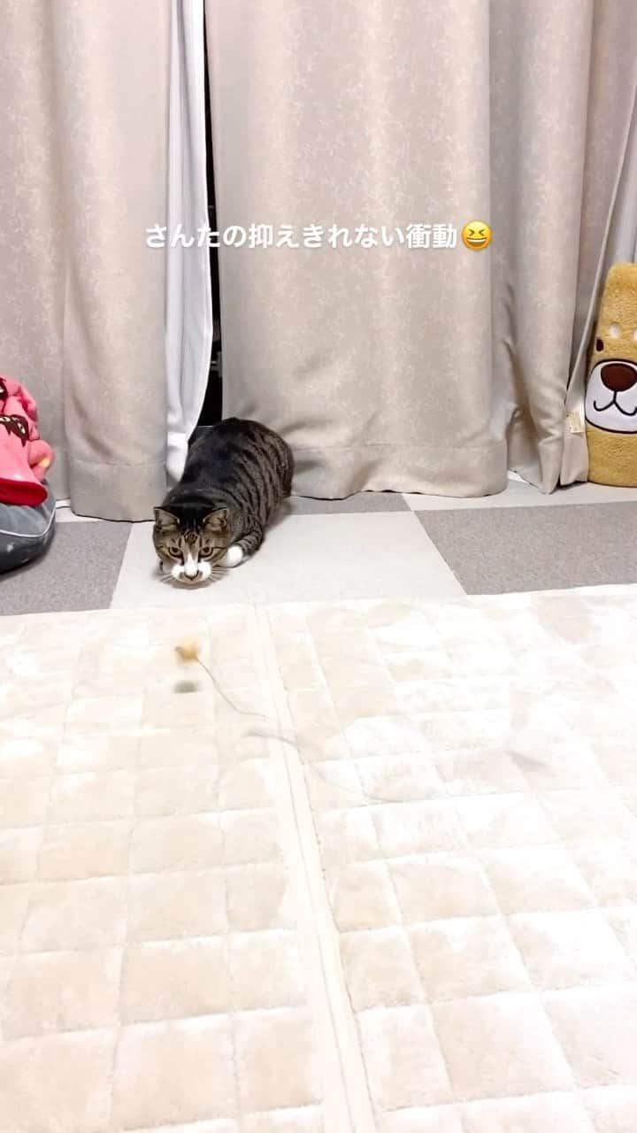 meekooのインスタグラム：「りんごさんがお散歩へ行っている間の運動会🐈✨ #おじさん大ハッスル 2021.2.21」