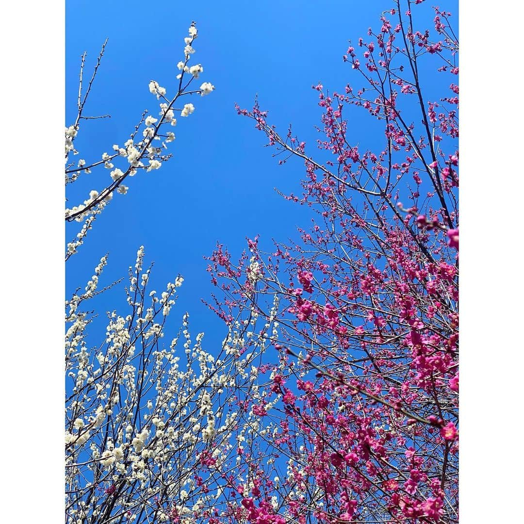 森下花音のインスタグラム：「・ この前撮影の時に見つけた、 白と赤の梅の花🐇  白と赤と青の色合いがとっても綺麗で、即パシャっと📸  今日も一日お疲れ様でした  #梅  #サロモ#モデル#サロンモデル#インフルエンサー#アパレルモデル#撮影モデル#映像モデル#ファッション#コーディネート#おしゃれ好きな人と繋がりたい#ファッション好きな人と繋がりたい#ナチュラルメイク#キレイめコーデ#メイク#ヘアスタイル#韓国メイク#韓国ファッション#韓国ヘア#インスタグラマー#ミスコン#ポートレート#ポートレートモデル#fff#Japanesegirl#PR」