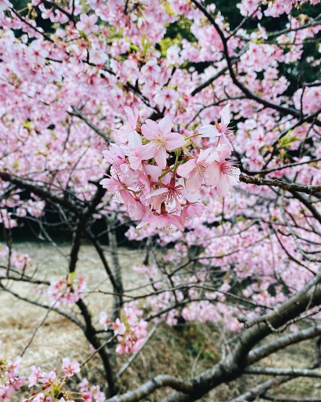 yukaのインスタグラム：「河津桜、見つけた🌸 ・ ・ ・ #ザ花部 #はなまっぷ  #team_jp_flower  #igers  #shotoniphone  #Apple #mobilephotography  #vsco #河津桜 #kosai_photo #Bunga」