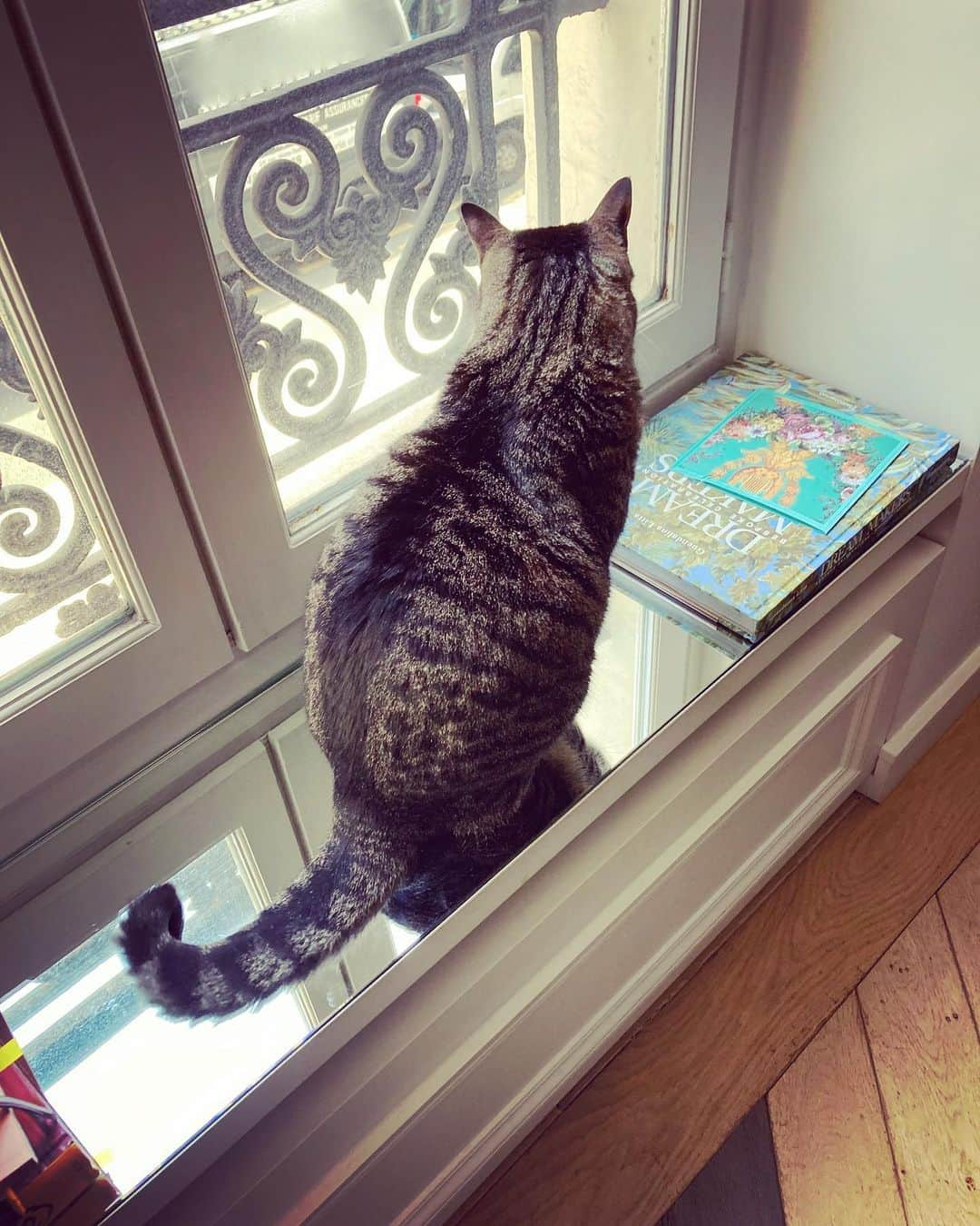 アレクシマビーユさんのインスタグラム写真 - (アレクシマビーユInstagram)「Waiting for me  #papillonmabille @alexismabille #alexismabille #papillon #cat #catsofinstagram #cattitude #threwthewindow #catlife #stripes #fur #mylove」2月21日 23時09分 - alexismabille