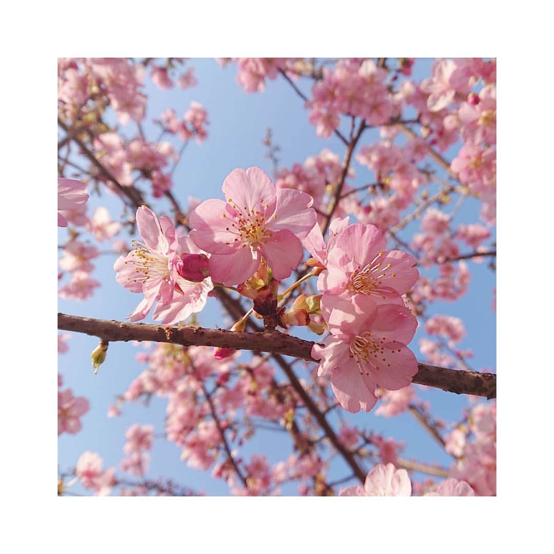 花村怜美のインスタグラム：「もうこんなに咲いているなんて。 #桜 #さくら #サクラ #桜花 #花 #蕾 #植物 #自然 #好き #春 #sakura #cherryblossom #flower #flowers #flowerstagram #nature #plants #japan #spring」