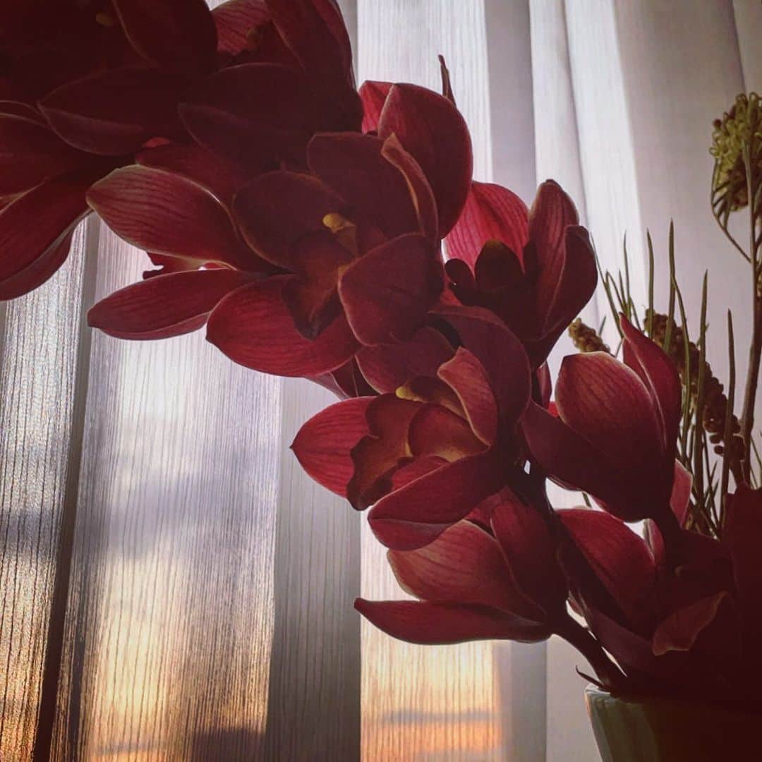 中村アンさんのインスタグラム写真 - (中村アンInstagram)「お花好きなのに名前がわからない🤫ため最近、植物図鑑購入📖」2月21日 23時27分 - cocoannne