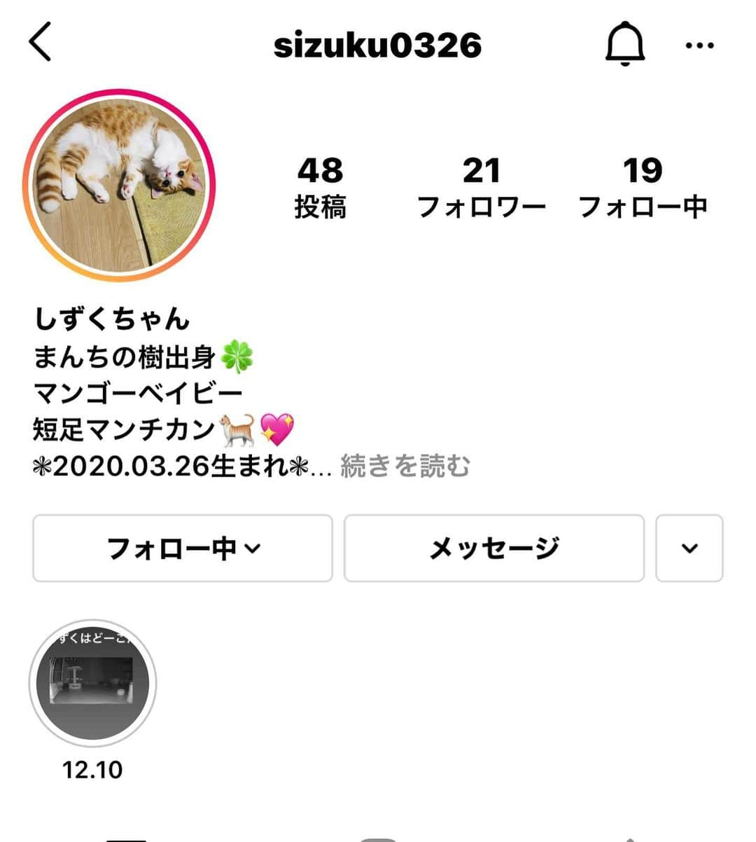 まんちの樹（マンチカンブリーダー）さんのインスタグラム写真 - (まんちの樹（マンチカンブリーダー）Instagram)「お嫁に出たマンゴベビー：しずくちゃん。ママさんがInstagramを始めてられたので紹介です。 しずくちゃんママInstagram→@sizuku0326  #マンチカン#munchkin#スコティッシュフォールド#猫#ねこ#ネコ#neko#cat#ねこ部#猫部 #子猫#kitten#kitty#にゃんすたぐらむ#ねこすたぐらむ#猫ブリーダー#マンチカンブリーダー#ふわもこ部#猫好き#猫のいる暮らし#まんちの樹#まんちの樹出身#猫親戚 #catstagram#catsofinstagram」2月21日 23時25分 - machiyominoura