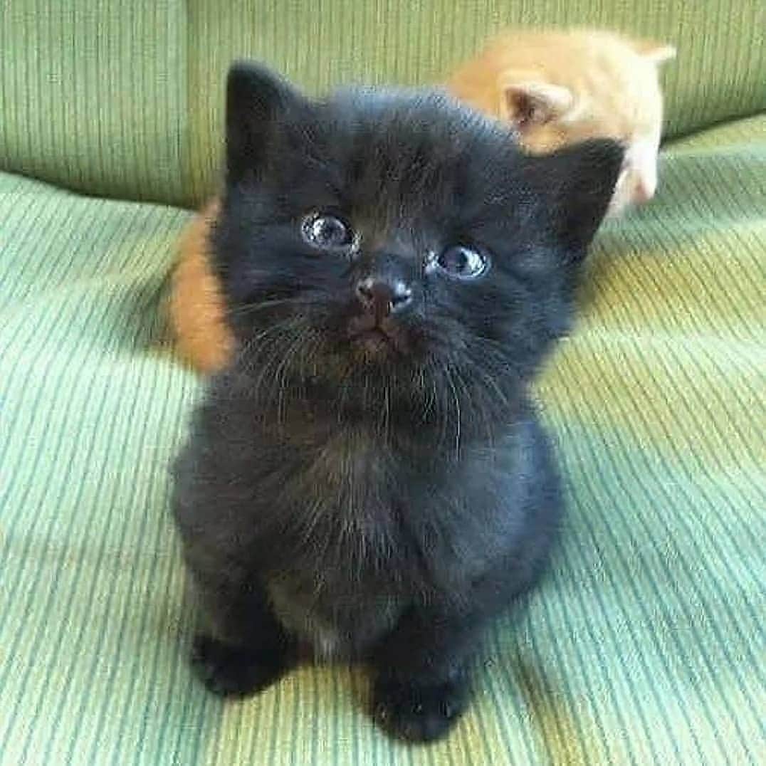 Beautiful Nature & Animalsのインスタグラム：「Tag a cat lover 🐈」