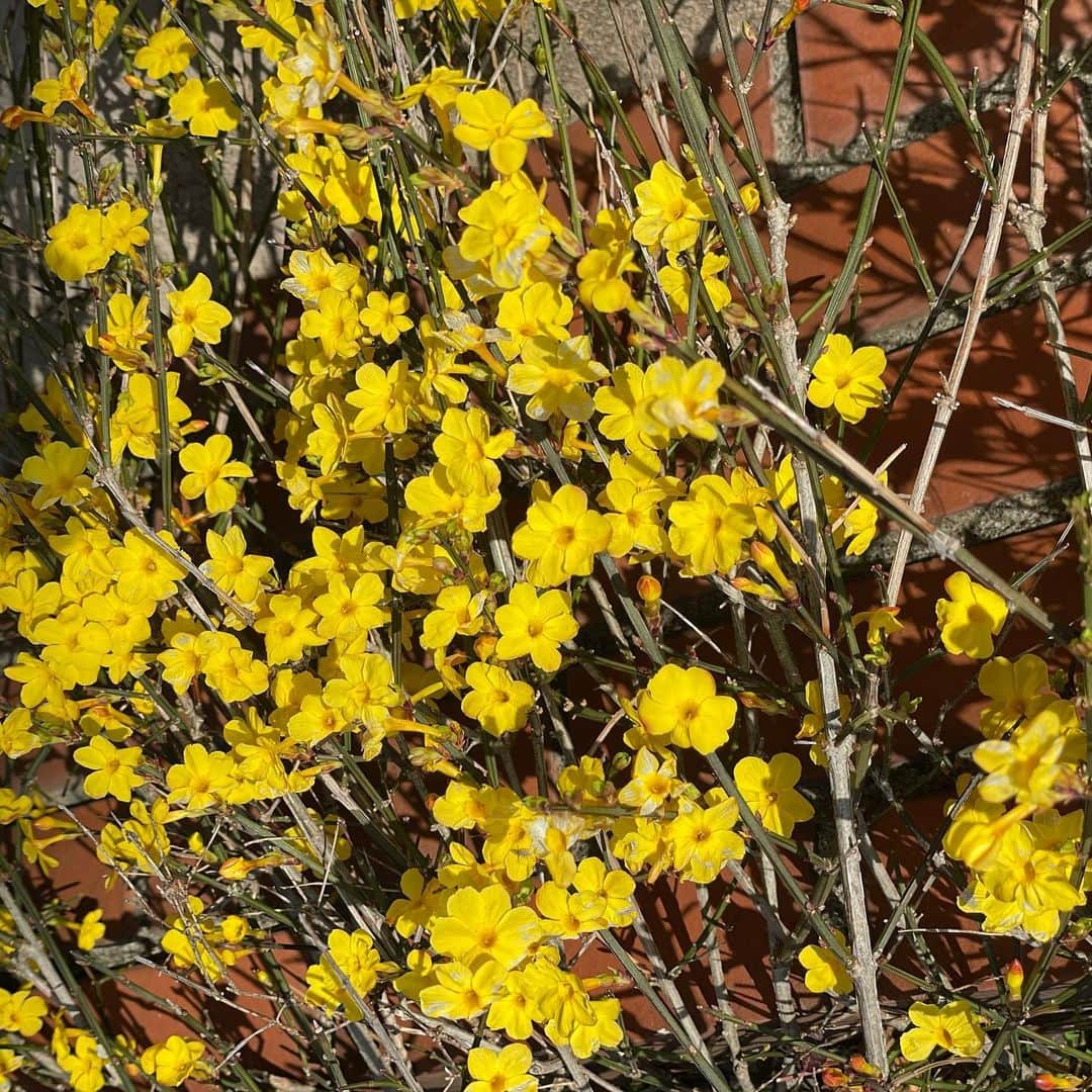 英玲奈のインスタグラム：「お散歩中に見つけたお花。 水仙の仲間みたいなお花だけど枝に生えてた。 低いところにあったから娘にも見えたみたい╰(*´︶`*)╯♡  #娘#daughter#生後2ヶ月#女の子ママ#girlmom#女の子ベビー#girlbaby#親バカ部 #毎日が特別#赤ちゃんのいる生活」