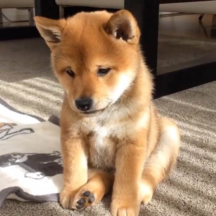 animalsのインスタグラム：「How cute is this @pup on a scale from 1-10!? 🧡  Share this with a friend 🧡 Video by: @tyatyamarukazoku」