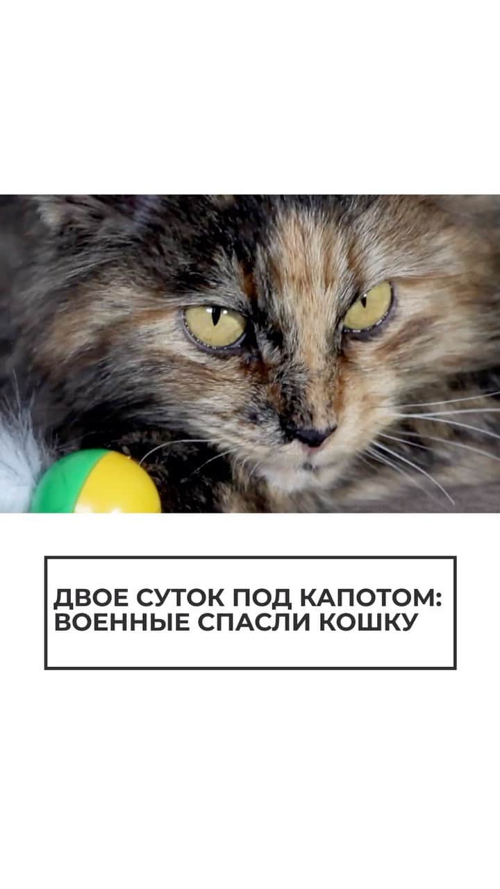 RIAノーボスチのインスタグラム：「Когда зверька нашли — забрали в кабину. А позже отдали волонтерам. Сейчас путешественницу забрали на передержку, а пока ищут ее прежних хозяев.」