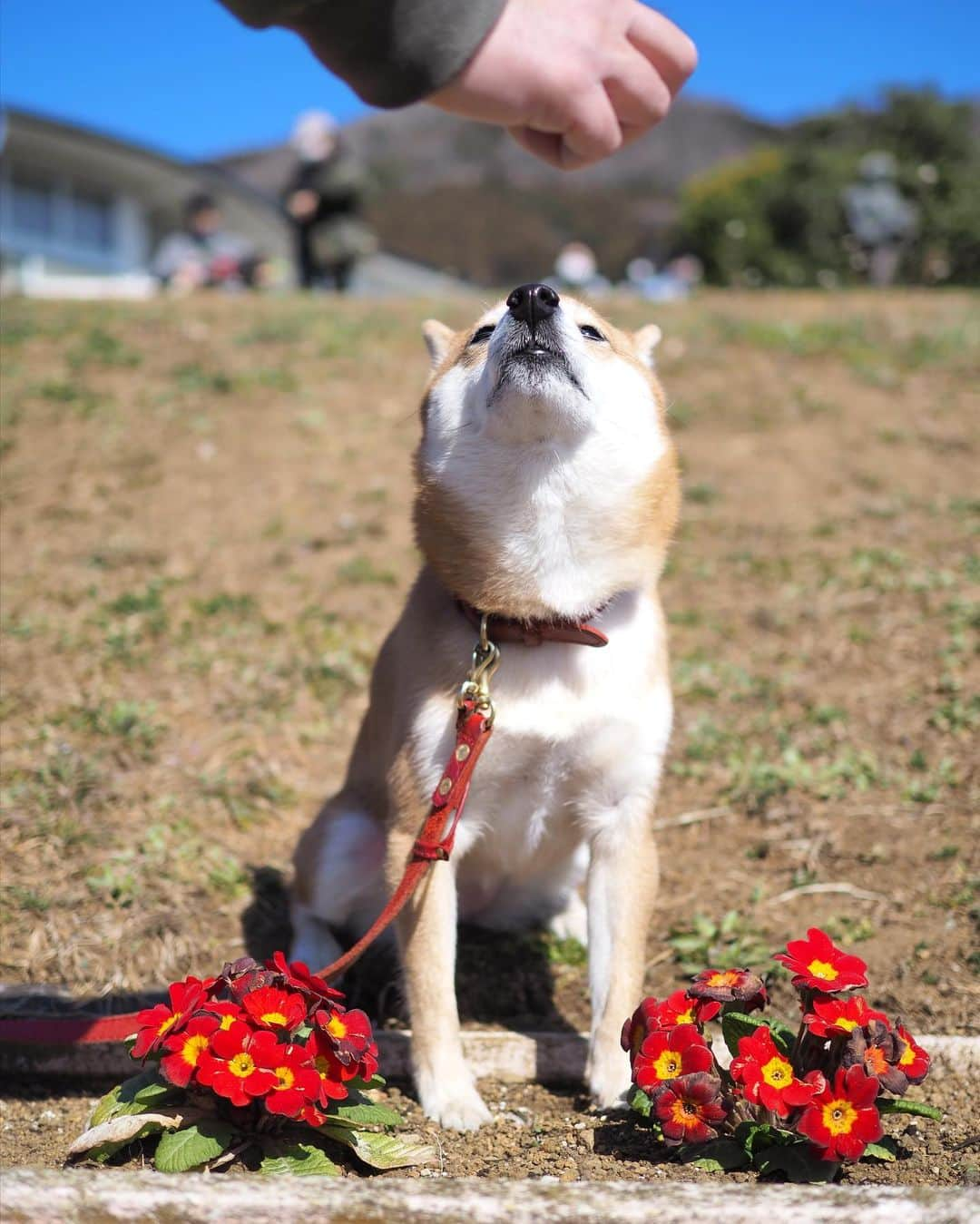 豆柴にこちゃんさんのインスタグラム写真 - (豆柴にこちゃんInstagram)「🌸 昨日のおこぼれ写真とNG写真。  1&4枚目　たまNG 6枚目　柴公園 7＆8枚目は、#西平畑公園 から #あぐりパーク嵯峨山苑 に行く 途中にあるミカン直売所にて。 いろんな種類の柑橘が売ってる✨  ミカンの試食もできるよ😊 にこたまも食べました🍊  我が家はおみやげに ミカンとレモンを購入🍋  #柴犬#豆柴#pecoいぬ部#犬#shibastagram#petstagram#犬#犬のいる暮らし#shibainu#dog#mameshiba#pecotv#いぬのきもち部#しばいぬ#しばけん#こいぬ#シバイヌ#狗#ペット#子犬#puppy#pet#시바견#강아지#개#instacute#barked#9gag#9gagpets」2月21日 23時38分 - nikochan.mame48