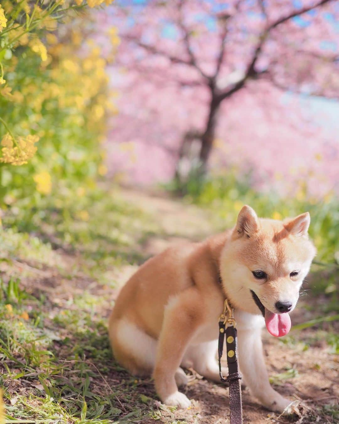 豆柴にこちゃんさんのインスタグラム写真 - (豆柴にこちゃんInstagram)「🌸 昨日のおこぼれ写真とNG写真。  1&4枚目　たまNG 6枚目　柴公園 7＆8枚目は、#西平畑公園 から #あぐりパーク嵯峨山苑 に行く 途中にあるミカン直売所にて。 いろんな種類の柑橘が売ってる✨  ミカンの試食もできるよ😊 にこたまも食べました🍊  我が家はおみやげに ミカンとレモンを購入🍋  #柴犬#豆柴#pecoいぬ部#犬#shibastagram#petstagram#犬#犬のいる暮らし#shibainu#dog#mameshiba#pecotv#いぬのきもち部#しばいぬ#しばけん#こいぬ#シバイヌ#狗#ペット#子犬#puppy#pet#시바견#강아지#개#instacute#barked#9gag#9gagpets」2月21日 23時38分 - nikochan.mame48