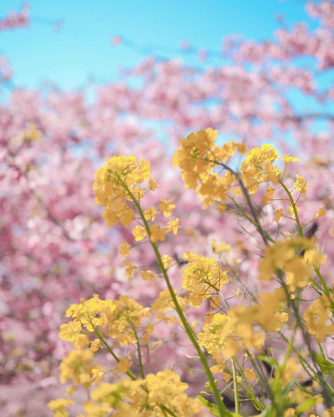 豆柴にこちゃんさんのインスタグラム写真 - (豆柴にこちゃんInstagram)「🌸 昨日のおこぼれ写真とNG写真。  1&4枚目　たまNG 6枚目　柴公園 7＆8枚目は、#西平畑公園 から #あぐりパーク嵯峨山苑 に行く 途中にあるミカン直売所にて。 いろんな種類の柑橘が売ってる✨  ミカンの試食もできるよ😊 にこたまも食べました🍊  我が家はおみやげに ミカンとレモンを購入🍋  #柴犬#豆柴#pecoいぬ部#犬#shibastagram#petstagram#犬#犬のいる暮らし#shibainu#dog#mameshiba#pecotv#いぬのきもち部#しばいぬ#しばけん#こいぬ#シバイヌ#狗#ペット#子犬#puppy#pet#시바견#강아지#개#instacute#barked#9gag#9gagpets」2月21日 23時38分 - nikochan.mame48