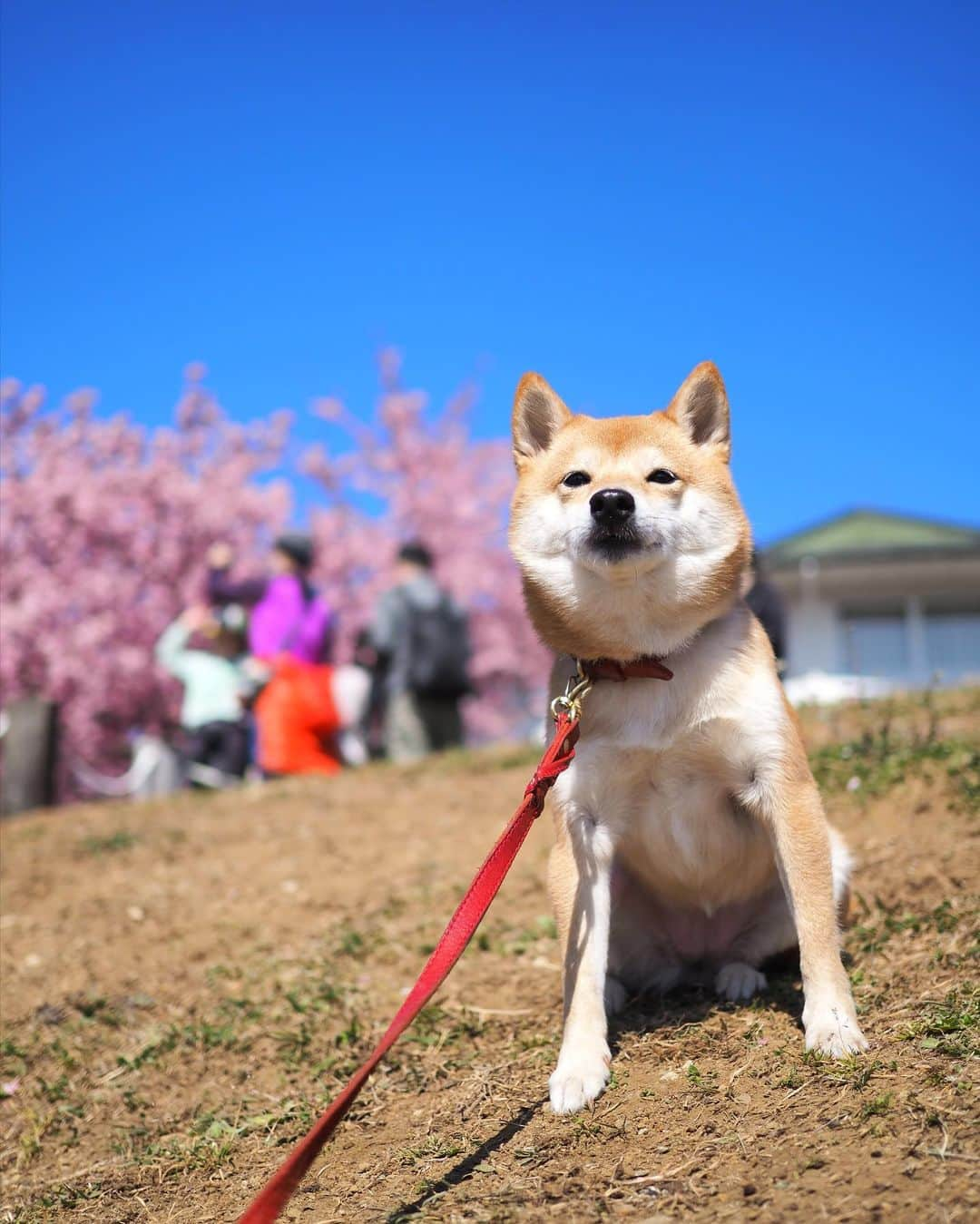 豆柴にこちゃんさんのインスタグラム写真 - (豆柴にこちゃんInstagram)「🌸 昨日のおこぼれ写真とNG写真。  1&4枚目　たまNG 6枚目　柴公園 7＆8枚目は、#西平畑公園 から #あぐりパーク嵯峨山苑 に行く 途中にあるミカン直売所にて。 いろんな種類の柑橘が売ってる✨  ミカンの試食もできるよ😊 にこたまも食べました🍊  我が家はおみやげに ミカンとレモンを購入🍋  #柴犬#豆柴#pecoいぬ部#犬#shibastagram#petstagram#犬#犬のいる暮らし#shibainu#dog#mameshiba#pecotv#いぬのきもち部#しばいぬ#しばけん#こいぬ#シバイヌ#狗#ペット#子犬#puppy#pet#시바견#강아지#개#instacute#barked#9gag#9gagpets」2月21日 23時38分 - nikochan.mame48