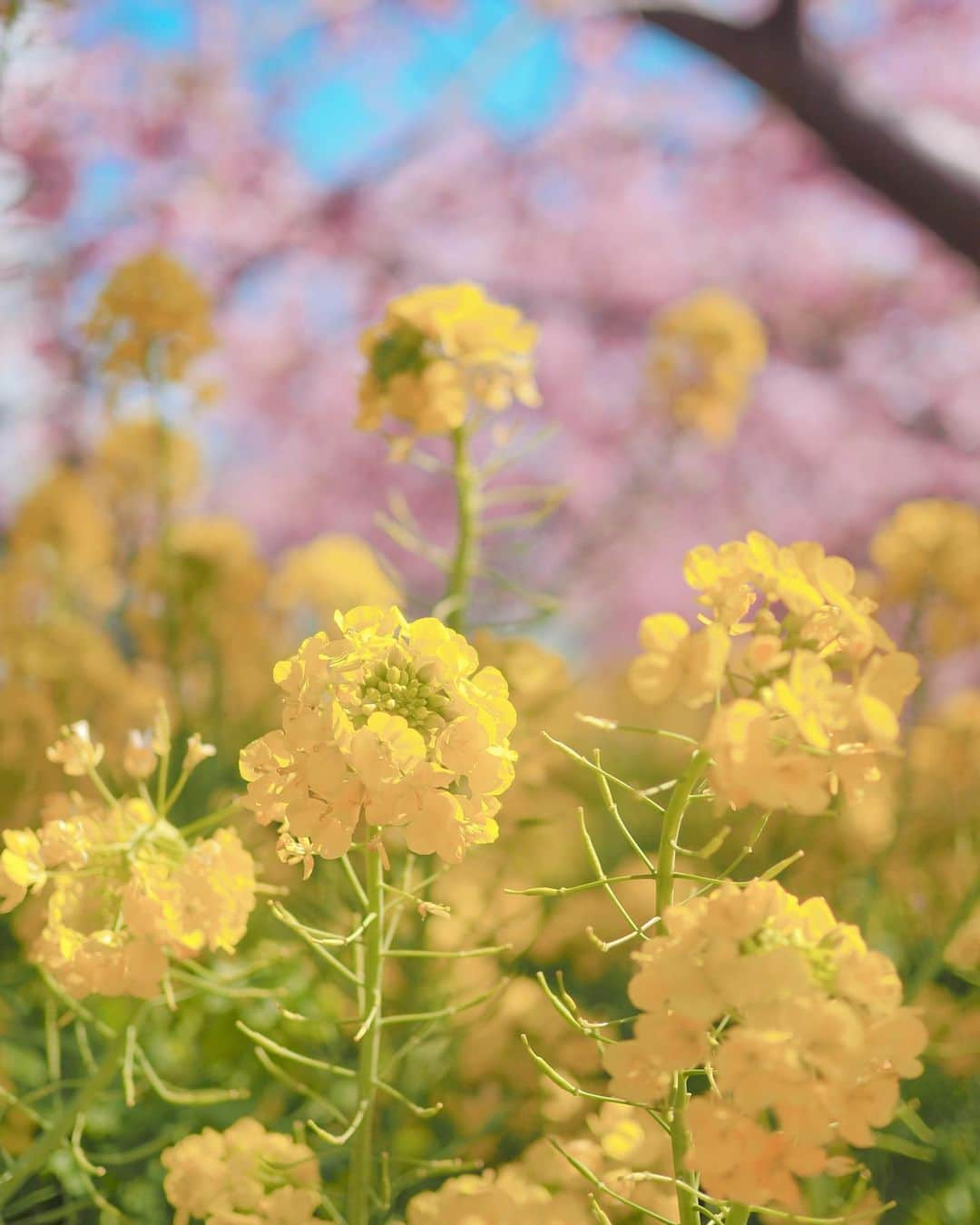 豆柴にこちゃんさんのインスタグラム写真 - (豆柴にこちゃんInstagram)「🌸 昨日のおこぼれ写真とNG写真。  1&4枚目　たまNG 6枚目　柴公園 7＆8枚目は、#西平畑公園 から #あぐりパーク嵯峨山苑 に行く 途中にあるミカン直売所にて。 いろんな種類の柑橘が売ってる✨  ミカンの試食もできるよ😊 にこたまも食べました🍊  我が家はおみやげに ミカンとレモンを購入🍋  #柴犬#豆柴#pecoいぬ部#犬#shibastagram#petstagram#犬#犬のいる暮らし#shibainu#dog#mameshiba#pecotv#いぬのきもち部#しばいぬ#しばけん#こいぬ#シバイヌ#狗#ペット#子犬#puppy#pet#시바견#강아지#개#instacute#barked#9gag#9gagpets」2月21日 23時38分 - nikochan.mame48