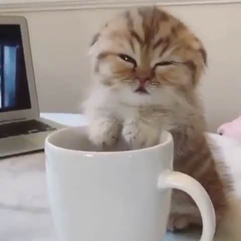 Cute Pets Dogs Catsのインスタグラム