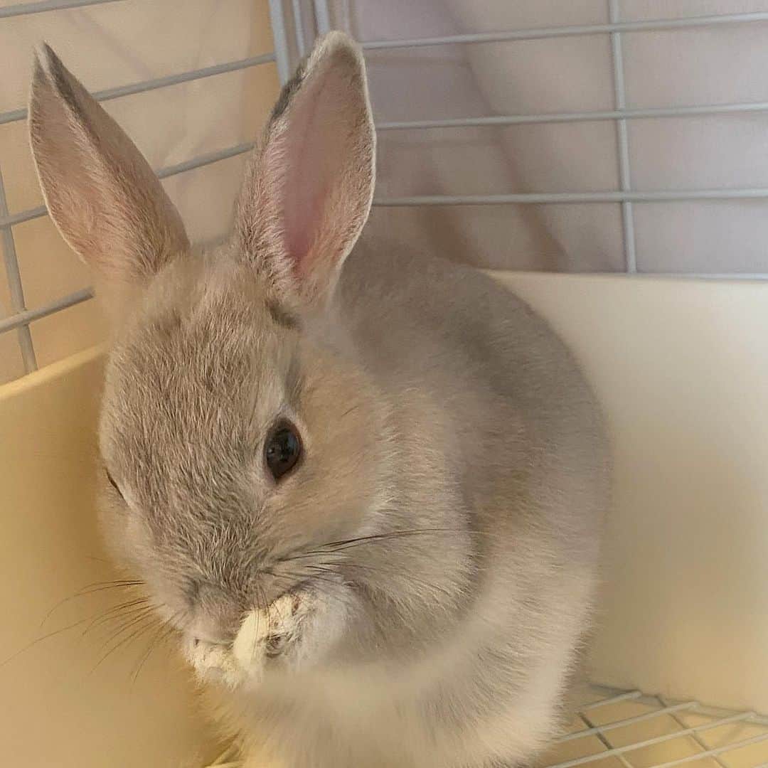 Momoeのインスタグラム：「今日初めてセレンに抱っこ 嫌がられて もう12時間くらい経つけど まだ落ち込んでる😌  . .  #happy #家事 #育児 #family #家族 #boy #smile #男の子 #息子 #code #love #lucky #kids #子供 #thankyou #宝物 #ベビー #fashion #follow #パパ #ママ #家族写真 #男の子ママ #1歳 #うさぎ #ネザーランドドワーフ」