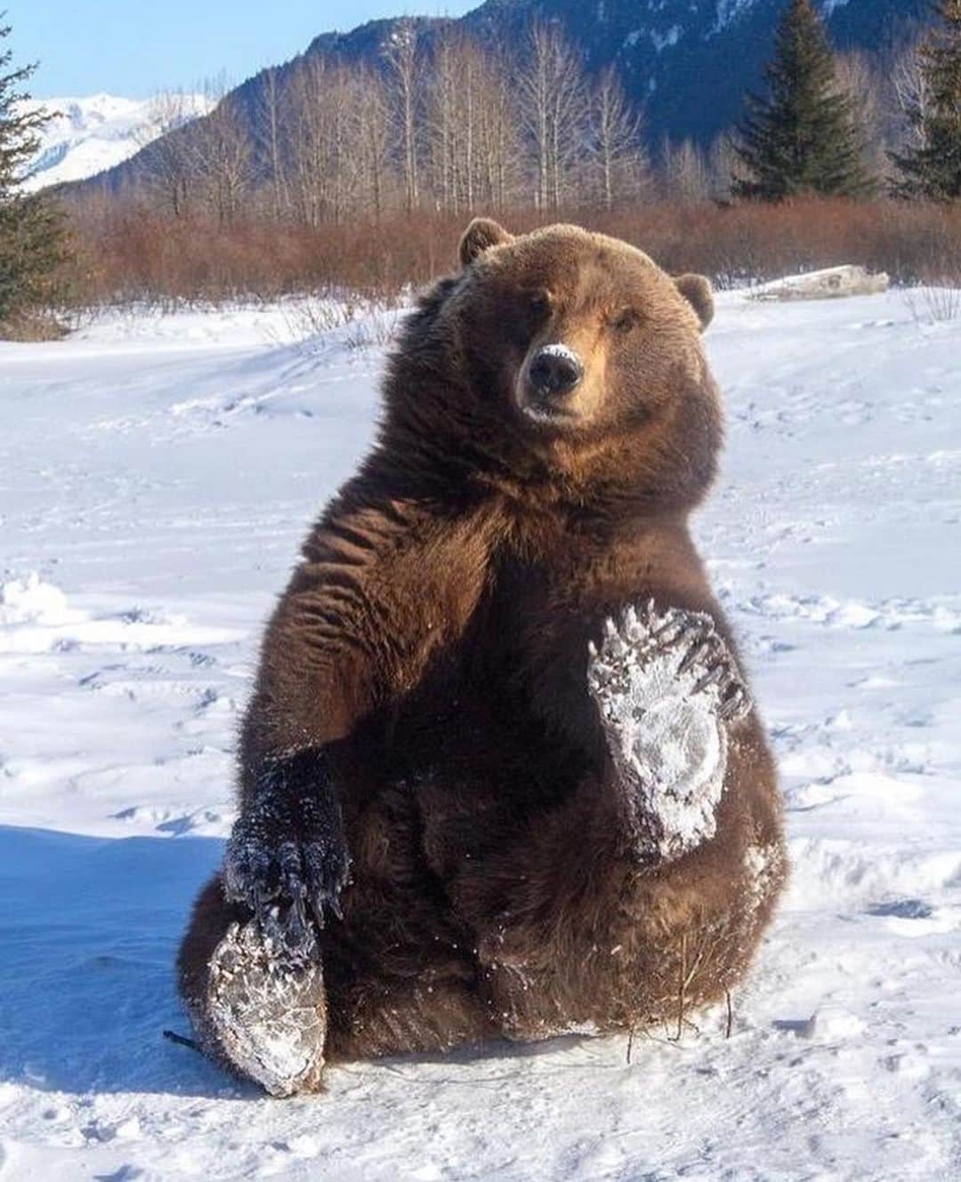 Awesome Wonderful Natureさんのインスタグラム写真 - (Awesome Wonderful NatureInstagram)「Brown bear 🐻❄️ Photo by Doug Lindstrad @Akwildlife」2月21日 23時54分 - fantastic_earth