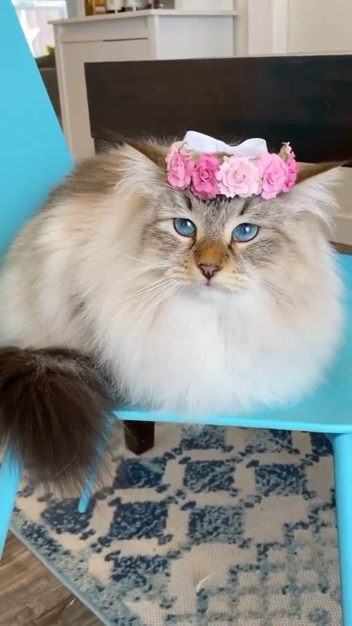 Cats of Instagramのインスタグラム：「From @catnamedsquirrel: “Do you think I look pretty in my crown?!🥺🌸” #catsofinstagram」