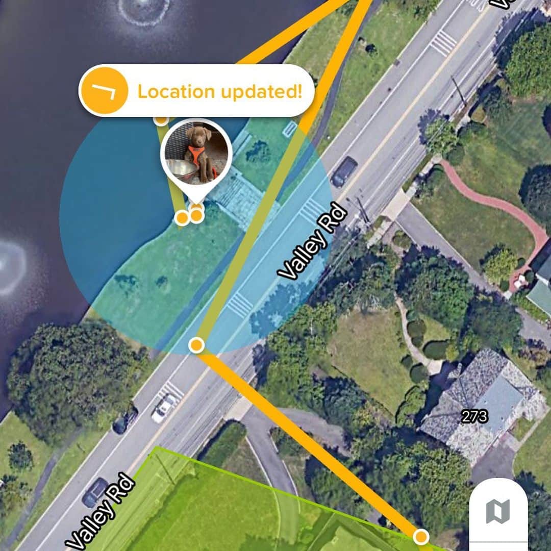 ボビー・ブラウンのインスタグラム：「Shout out to the @whistlelabs app that helped us find Pippa and Parker when these two mischievous dogs made a run over our fence and some how got out.」