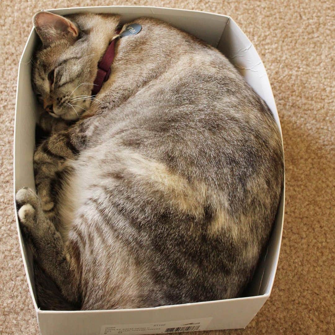 nala_catさんのインスタグラム写真 - (nala_catInstagram)「I think I need a smaller box 😂」2月22日 0時01分 - nala_cat