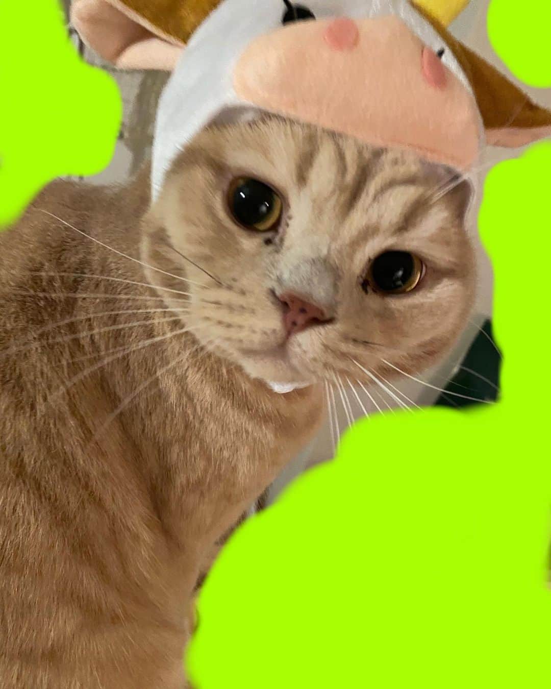 のインスタグラム：「猫なのか牛なのか。 猫ですね。 お帽子ありがとう🐱」
