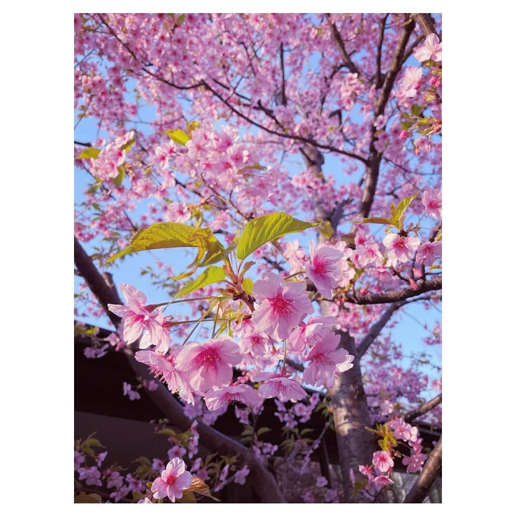 羽舞咲さんのインスタグラム写真 - (羽舞咲Instagram)「🎗Sakura﻿ ﻿ ポカポカ日曜日の代官山散歩﻿ ﻿ 夕方の蔦屋書店は﻿ 人がひときわ賑わっていて﻿ ﻿ 勉強をしていたり﻿ お仕事していたり﻿ おしゃべりして楽しんでいたり﻿ 犬のおさんぽ仲間が交流していたり ﻿ 空を見ている人たちがいるなぁ﻿ とおもったら﻿ ﻿ 「桜」でした﻿ ﻿ 平和な光景です﻿ ﻿ いつものスタバで﻿ ほうじ茶ソイラテを﻿ ﻿ Reusable Cupで﻿ ﻿ ステンレスタンブラーの方が﻿ いろいろといいですが﻿ ﻿ まずは﻿ ゴミを減らす意識からの﻿ アクション第一歩として﻿ 選択するのはありかとおもいます﻿ ﻿ わたしは﻿ 紙のカップよりおいしく感じられます (*´-`*)﻿ ﻿ さて、溶岩浴ヨガで心身を整えてきます♡﻿ ﻿ ﻿ ________ EVENT INFORMATION ________﻿ ﻿ 📸東京散歩！ナチュラルポートレート撮影会﻿ （日程＆場所フリープランも好評受付中‼︎）﻿ ﻿ 📻神宮前ラジオ @jingumae.fm﻿ 「羽舞咲のゆるゆるビューティ研究所」﻿ （毎週水曜日オンエア）﻿ ﻿ 🧘‍♀️「EMARY」@emary_online﻿ 女性のためのオンラインレッスン＆コミュニティ﻿ 1ヶ月レッスン受け放題「0円」キャンペーン‼︎﻿ ヨガ・ダイエット・カラーセラピー・美腸﻿ 話し方・恋愛・片付け・マインドフルネス﻿ などなどすべて受け放題！﻿ ﻿ 心を込めてお届けします♡﻿ ﻿ @herbemi﻿ プロフィールリンクをチェック！！﻿ ﻿ ____________________________________﻿ ﻿ ﻿ #sakura #selflove #beautifulmind #sustainability #naturallife #lifestyle #simplelife #starbucks #reusable #スタバ好き #しあわせ時間 #リユース #サスティナビリティ #自分を好きになる #スローライフ #ヘルシーライフ #地球環境 #代官山蔦屋 #タンブラー #ナチュラルライフ #ライフスタイル #生き方 #ヘルシーフード #インスタグラム #サスティナブル #ゼロウェイスト #スターバックス #蔦屋書店 #羽舞咲﻿ ﻿」2月22日 0時38分 - herbemi