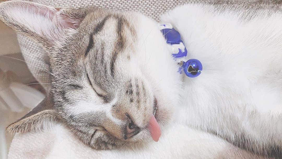 星見 蒼央＊Hoshimi aoのインスタグラム：「\ 舌を出してねるねこ / おはぎちゃん。舌、出しすぎじゃない？😂🤎 ・ あーかわいい。 ・  #ライター#webライター #フリーランス女子 #フリーライター #サロンモデル#撮影モデル #サロンモデル東京  ま#猫#保護猫 #🐈❤️ #猫との暮らし  #ねるねこ#寝る猫 #かわいい#癒し」