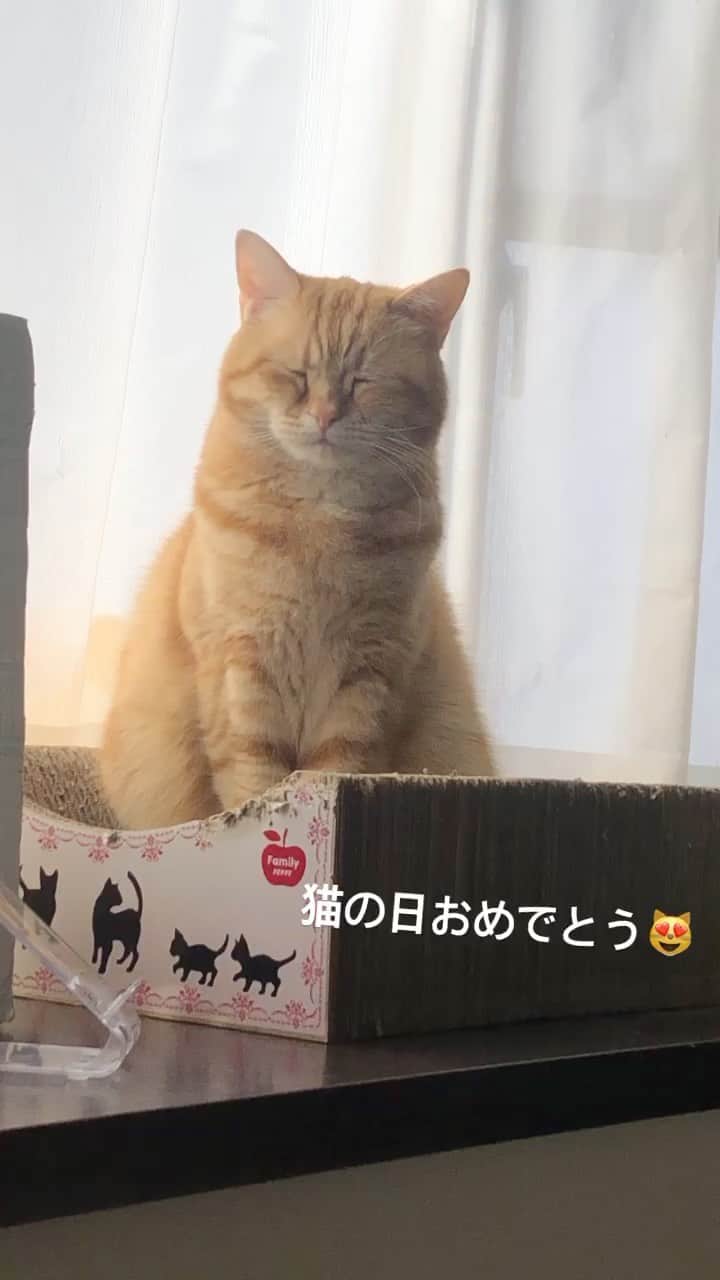コテツのインスタグラム：「2021/2/22 愛おしいおじいちゃん❤︎ みんにゃずっと穏やかに過ごせますように 猫の日おめでとう🎉 コテモツおはつちゃん ありがとう #猫の日パーチー2021」