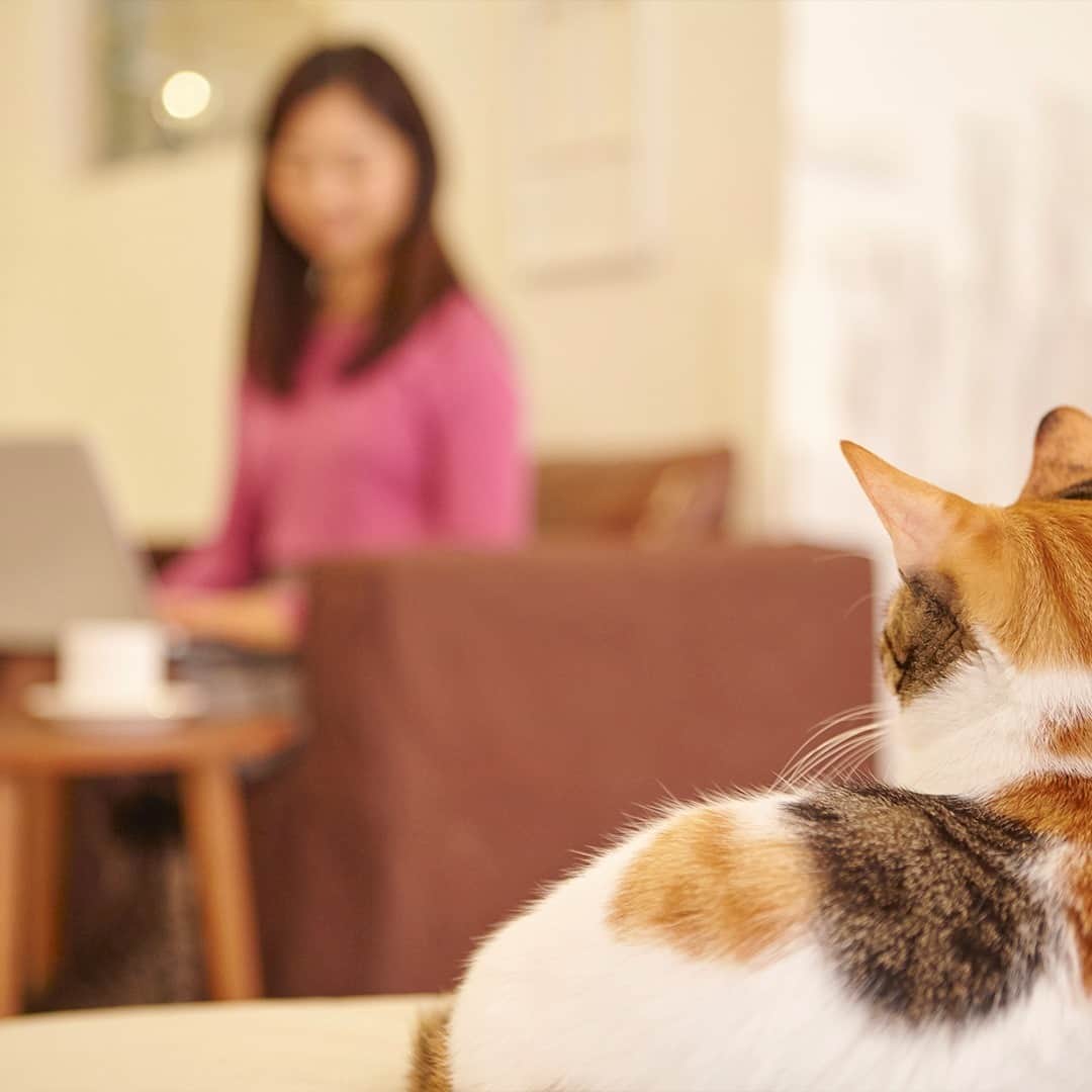 のインスタグラム：「今日は #猫の日、テレワークによって家に居ることが増えた同居人を、彼らはどのように見ているのでしょうか。#インテル」