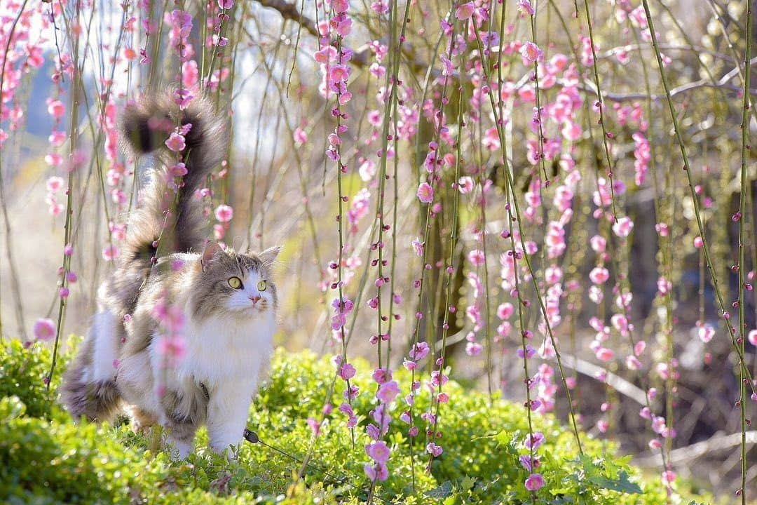 NEKOくらぶさんのインスタグラム写真 - (NEKOくらぶInstagram)「| きれいだにゃー⠀ @36muffin_ さんの作品ですにゃ（＝ΦωΦ＝）⠀ *⠀ いいね！＆コメント大歓迎！！⠀ *⠀ #nekoclub #NEKOくらぶ #Japan #Photo #写真 #日本 #cat #ネコ #ねこ #猫 ⠀ Follow: @nekoclub_jpn⠀ *⠀ ▼【廣済堂出版共同企画】NEKOくらぶの皆さまとつくる「NEKOくらぶ写真集」、発売中♪（＝ΦωΦ＝）⠀ ※詳細は本アカウント「 @nekoclub_jpn 」のプロフィールに固定しているハイライトから⠀ *⠀ ※当アカウントでシェアさせていただいた作品は、東京カメラ部YouTubeアカウントでも投稿者様のお名前入りでご紹介させていただく場合があります。これらの使用に関して原則通知は行いませんので、予めご了承ください。⠀ ※皆様、政府、自治体など公的機関の指示に従った行動をお願いします。⠀ 東京カメラ部および分室では、写真を「見る楽しみ」を提供することを通して、微力ながら皆様にわずかな時間でも癒しをお届けしたいと思っております。⠀ ※本アカウントは東京カメラ部がFacebook、Instagramのサービスを利用して運営しているもので、Facebook社・Instagramとは一切関係ありません。」2月22日 10時00分 - nekoclub_jpn