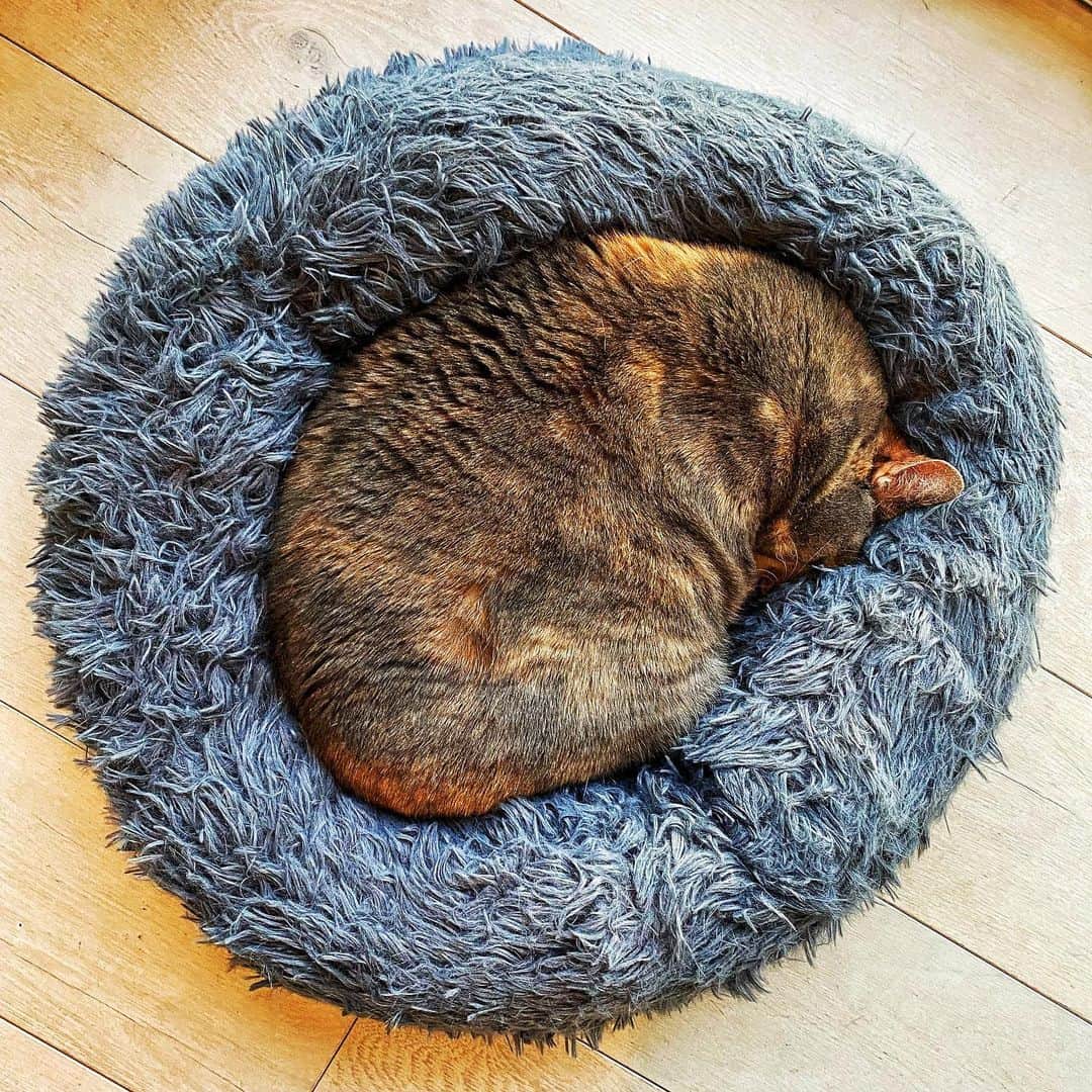 ジェームズ・ガンのインスタグラム：「#emilymonster at rest.」