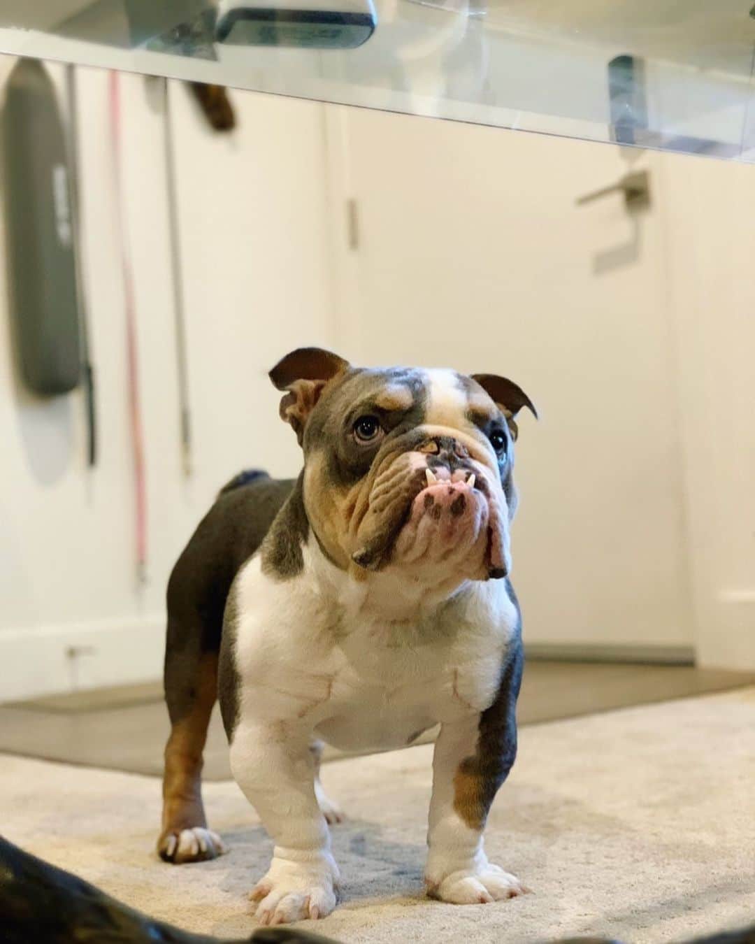 のインスタグラム：「There are treats up there and I know it!!! . . . . . . #give #me #the #treats #treatyoself #bulldog #puppy #love #dog #mom #life #cute #boy #sundayfunday #sunday #baby #dogsofinstagram #bestoftheday #smile #puppiesofinstagram #instagood」