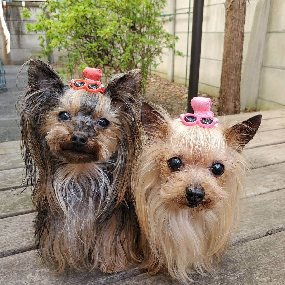 武東由美さんのインスタグラム写真 - (武東由美Instagram)「今日はお天気もいいのでお気に入りのサングラスをつけてお散歩に行こうかな。  迷子犬ゼロに賛同し仲間に入れていただきました。 皆様とつながって情報交換したいな。  💕#武東由美#モト冬樹#愛犬#ヨークシャテリア#ヨーキー#ヨーキー倶楽部 #迷子犬 #迷子犬の掲示板 #迷子犬の掲示板広報部 #お🎀倶楽部 #迷子犬の掲示板応援団 #迷子犬捜索 # シニア犬#シニアっていいな」2月22日 10時34分 - pochalime12