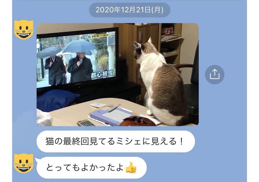 小西桜子さんのインスタグラム写真 - (小西桜子Instagram)「2/22、猫の日ですね。  今日は猫の日恒例の #BSキャッ東 ということで、先週からBSテレ東さんでドラマ「猫」の放送が始まってますが、さっそく13:00〜第1話が再放送です。  ドラマ「猫」、BSテレ東さんでも引き続きよろしくお願いします。たくさんの方に届きますように。  そういえば、放送中のドラマ「京阪沿線物語」でも、きずな屋の猫として、みんなにミケ〜と呼ばれてますね🐾 ずっと猫が好きなので、ご縁を感じてうれしいです。  2枚目は、ままが送ってくれた、時を超えて「猫」の最終回を観てくれているような愛猫です。 今見ると愛おしくてくすってなるけど、これを見たときは、ほんとうに、一瞬で涙腺が大決壊しました。  すべてのねこよ、幸せをありがとう。健やかに🐈」2月22日 10時45分 - sakurako_kns