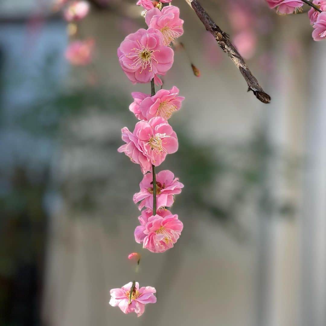 木本泉さんのインスタグラム写真 - (木本泉Instagram)「-﻿ 🌸梅🌸﻿ ﻿ 暖かくて気持ち良い☀️﻿ 水曜日までは春のようなお天気みたいですね🌿﻿ ﻿ ピンクの梅の花、色が可愛すぎて思わず🤳﻿ ﻿ #梅」2月22日 10時46分 - izumikimoto