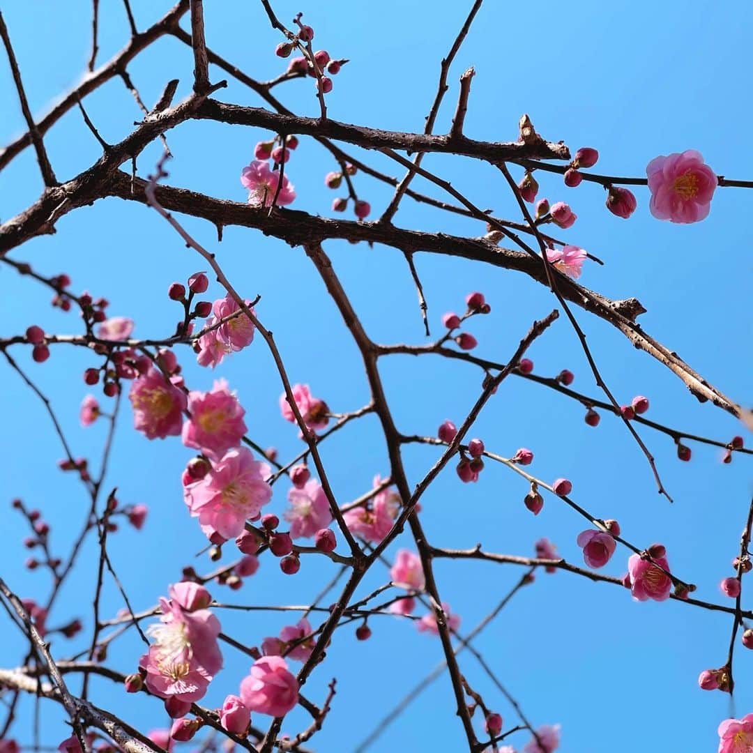 木本泉さんのインスタグラム写真 - (木本泉Instagram)「-﻿ 🌸梅🌸﻿ ﻿ 暖かくて気持ち良い☀️﻿ 水曜日までは春のようなお天気みたいですね🌿﻿ ﻿ ピンクの梅の花、色が可愛すぎて思わず🤳﻿ ﻿ #梅」2月22日 10時46分 - izumikimoto