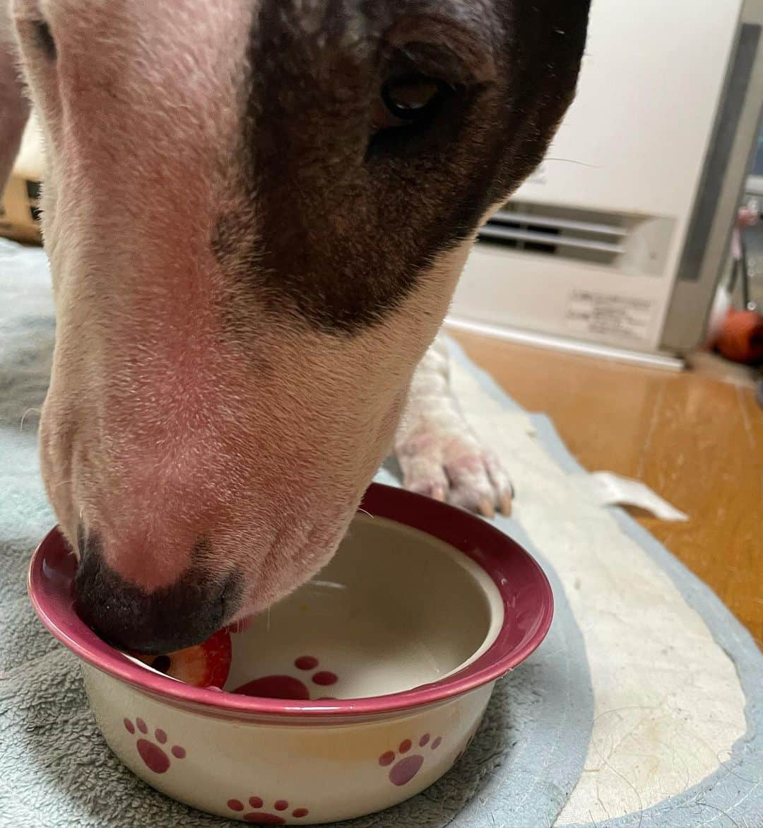 Q太郎さんのインスタグラム写真 - (Q太郎Instagram)「#minituru#bull#terrier#minibullterrier#miniturubullterrier#dog#dogstagram#cute#qtaro#love#family#ミニチュア#ブルテリア#ミニチュアブルテリア#Q太郎#浦和#elan#エラン#いちごブーケの#お裾分け」2月22日 10時46分 - qtaro.jun