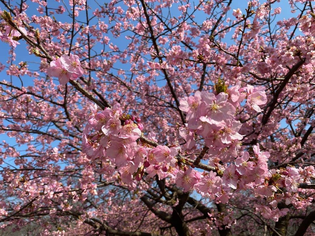 桜帆ゆかりさんのインスタグラム写真 - (桜帆ゆかりInstagram)「春本番🌸🌸🌸 河津桜や寒緋桜が見たくてうずうず🥺 今年は熱海も伊豆も新松田も行けないから都内で😢✨  天気がいいのが分かっていたので早く準備して、講義前にサクッと立ち寄って春を感じました😚💕🌸  とーーっても癒されました😇 早く桜満開の時期にならないかなぁ🌸🌸🌸  #桜　#河津桜　#寒緋桜　#早咲き桜　#🌸」2月22日 10時56分 - chahoroo93