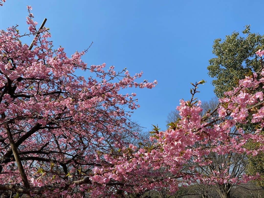 桜帆ゆかりさんのインスタグラム写真 - (桜帆ゆかりInstagram)「春本番🌸🌸🌸 河津桜や寒緋桜が見たくてうずうず🥺 今年は熱海も伊豆も新松田も行けないから都内で😢✨  天気がいいのが分かっていたので早く準備して、講義前にサクッと立ち寄って春を感じました😚💕🌸  とーーっても癒されました😇 早く桜満開の時期にならないかなぁ🌸🌸🌸  #桜　#河津桜　#寒緋桜　#早咲き桜　#🌸」2月22日 10時56分 - chahoroo93