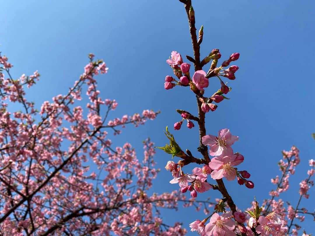 桜帆ゆかりのインスタグラム：「春本番🌸🌸🌸 河津桜や寒緋桜が見たくてうずうず🥺 今年は熱海も伊豆も新松田も行けないから都内で😢✨  天気がいいのが分かっていたので早く準備して、講義前にサクッと立ち寄って春を感じました😚💕🌸  とーーっても癒されました😇 早く桜満開の時期にならないかなぁ🌸🌸🌸  #桜　#河津桜　#寒緋桜　#早咲き桜　#🌸」