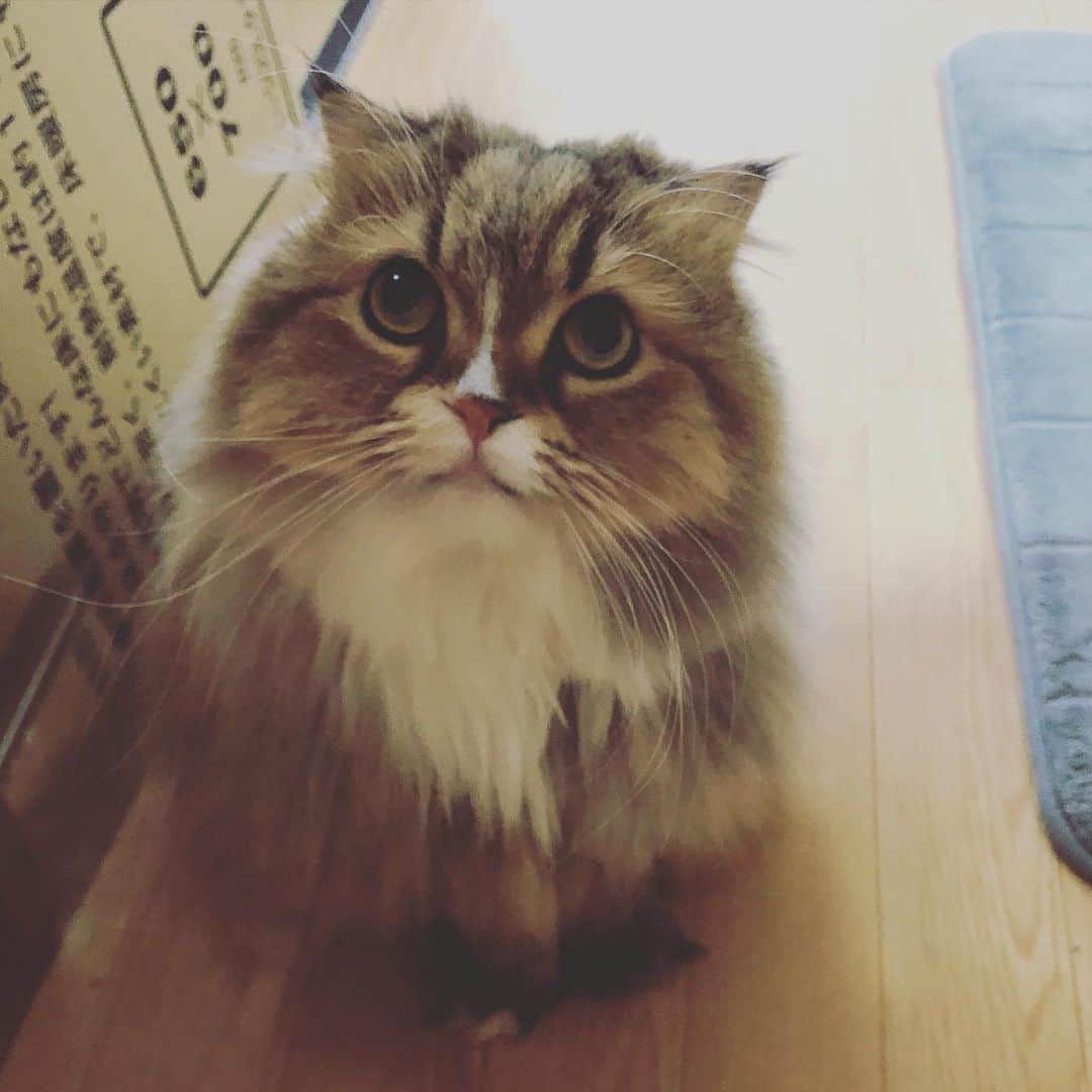 KEIさんのインスタグラム写真 - (KEIInstagram)「猫の日ということで。 新居で落ち着かない二人を(ฅΦωΦ)ฅ」2月22日 11時03分 - kei_gt_inst