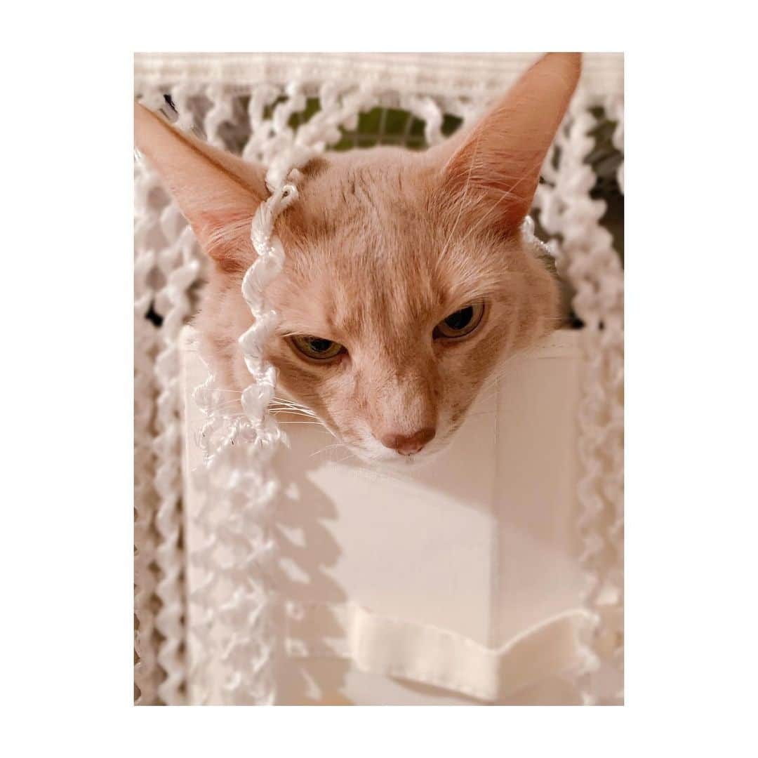 宇月颯さんのインスタグラム写真 - (宇月颯Instagram)「.﻿ .﻿ 2月22日🐾猫の日🐈💕﻿ ﻿ うちの愛猫ポテ✨﻿ いつも元気でいてくてれありがとう❤️﻿ 癒しや元気…沢山の愛をもらっています🙏✨﻿ いつもぽっちゃんに感謝です😊﻿ 元気に幸せに過ごしてくれたら嬉しい❤️﻿ ﻿ ﻿ ﻿ #2月22日#猫の日﻿ #にゃんにゃんにゃん﻿ #愛猫#猫#cat#ソマリ#フォーン﻿ #ポテ#pote#ぽっちゃん﻿ #にゃんすたグラム﻿ #catsofinstagram﻿ #猫に感謝﻿ #ぽっちゃんに感謝の日♡﻿ #愛猫家の皆様と分かち合う日˚✧₊﻿ #だから載せれるだけ写真をup‼︎﻿ #同じに見えるけど同じじゃないのよ﻿ #親バカ笑﻿ #フォロワーの皆さんにもぽっちゃんを愛して頂けて嬉しい♡﻿ #ありがとうございます‼︎﻿ #😻❤️﻿ ﻿ ﻿」2月22日 11時09分 - hayate_uzuki_official