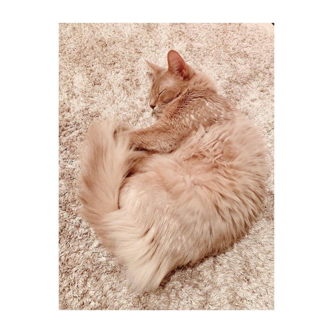 宇月颯さんのインスタグラム写真 - (宇月颯Instagram)「.﻿ .﻿ 2月22日🐾猫の日🐈💕﻿ ﻿ うちの愛猫ポテ✨﻿ いつも元気でいてくてれありがとう❤️﻿ 癒しや元気…沢山の愛をもらっています🙏✨﻿ いつもぽっちゃんに感謝です😊﻿ 元気に幸せに過ごしてくれたら嬉しい❤️﻿ ﻿ ﻿ ﻿ #2月22日#猫の日﻿ #にゃんにゃんにゃん﻿ #愛猫#猫#cat#ソマリ#フォーン﻿ #ポテ#pote#ぽっちゃん﻿ #にゃんすたグラム﻿ #catsofinstagram﻿ #猫に感謝﻿ #ぽっちゃんに感謝の日♡﻿ #愛猫家の皆様と分かち合う日˚✧₊﻿ #だから載せれるだけ写真をup‼︎﻿ #同じに見えるけど同じじゃないのよ﻿ #親バカ笑﻿ #フォロワーの皆さんにもぽっちゃんを愛して頂けて嬉しい♡﻿ #ありがとうございます‼︎﻿ #😻❤️﻿ ﻿ ﻿」2月22日 11時09分 - hayate_uzuki_official