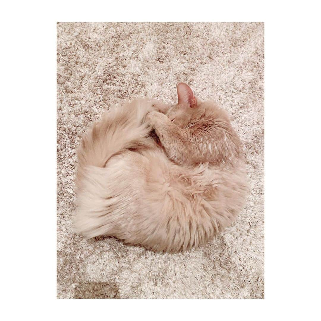 宇月颯さんのインスタグラム写真 - (宇月颯Instagram)「.﻿ .﻿ 2月22日🐾猫の日🐈💕﻿ ﻿ うちの愛猫ポテ✨﻿ いつも元気でいてくてれありがとう❤️﻿ 癒しや元気…沢山の愛をもらっています🙏✨﻿ いつもぽっちゃんに感謝です😊﻿ 元気に幸せに過ごしてくれたら嬉しい❤️﻿ ﻿ ﻿ ﻿ #2月22日#猫の日﻿ #にゃんにゃんにゃん﻿ #愛猫#猫#cat#ソマリ#フォーン﻿ #ポテ#pote#ぽっちゃん﻿ #にゃんすたグラム﻿ #catsofinstagram﻿ #猫に感謝﻿ #ぽっちゃんに感謝の日♡﻿ #愛猫家の皆様と分かち合う日˚✧₊﻿ #だから載せれるだけ写真をup‼︎﻿ #同じに見えるけど同じじゃないのよ﻿ #親バカ笑﻿ #フォロワーの皆さんにもぽっちゃんを愛して頂けて嬉しい♡﻿ #ありがとうございます‼︎﻿ #😻❤️﻿ ﻿ ﻿」2月22日 11時09分 - hayate_uzuki_official