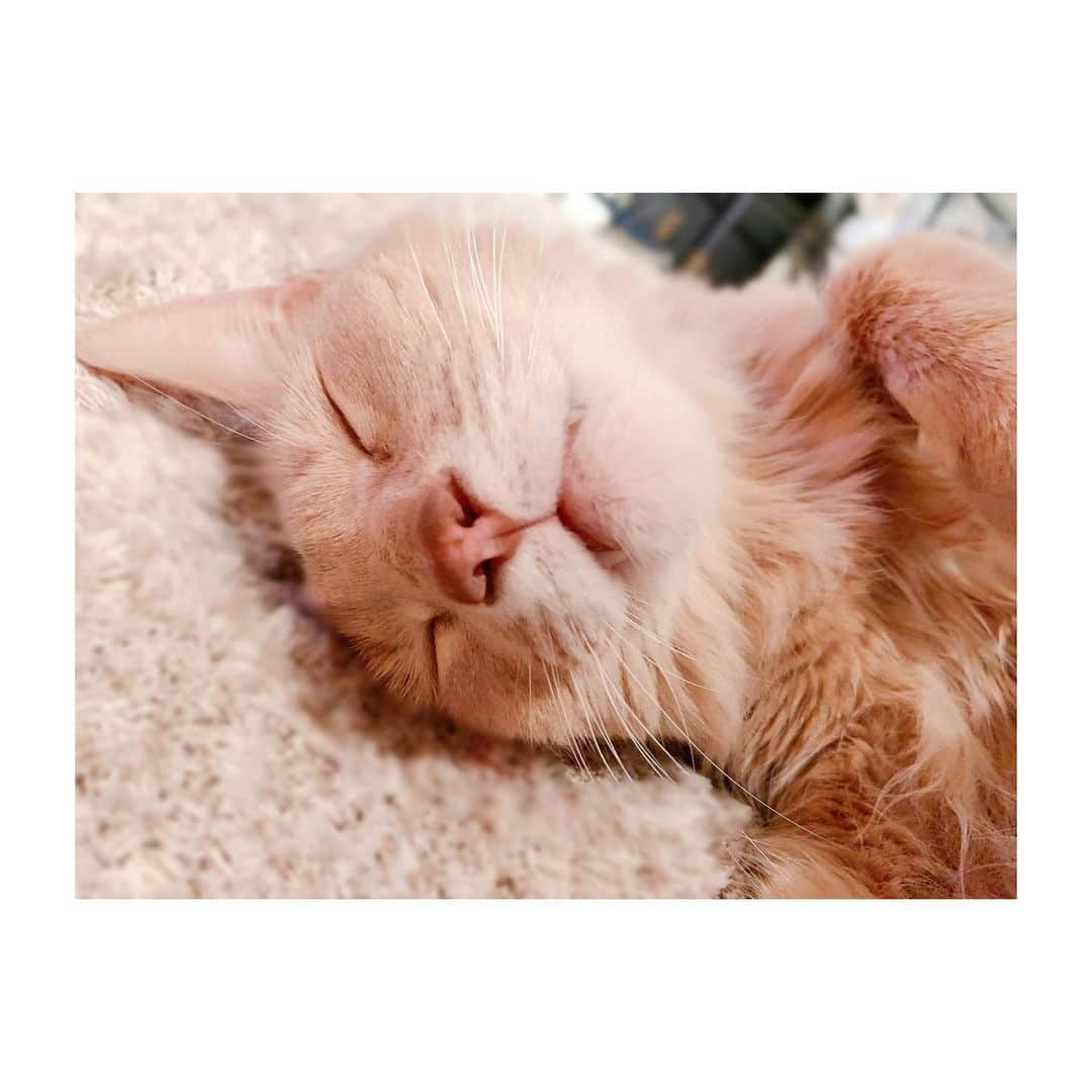 宇月颯さんのインスタグラム写真 - (宇月颯Instagram)「.﻿ .﻿ 2月22日🐾猫の日🐈💕﻿ ﻿ うちの愛猫ポテ✨﻿ いつも元気でいてくてれありがとう❤️﻿ 癒しや元気…沢山の愛をもらっています🙏✨﻿ いつもぽっちゃんに感謝です😊﻿ 元気に幸せに過ごしてくれたら嬉しい❤️﻿ ﻿ ﻿ ﻿ #2月22日#猫の日﻿ #にゃんにゃんにゃん﻿ #愛猫#猫#cat#ソマリ#フォーン﻿ #ポテ#pote#ぽっちゃん﻿ #にゃんすたグラム﻿ #catsofinstagram﻿ #猫に感謝﻿ #ぽっちゃんに感謝の日♡﻿ #愛猫家の皆様と分かち合う日˚✧₊﻿ #だから載せれるだけ写真をup‼︎﻿ #同じに見えるけど同じじゃないのよ﻿ #親バカ笑﻿ #フォロワーの皆さんにもぽっちゃんを愛して頂けて嬉しい♡﻿ #ありがとうございます‼︎﻿ #😻❤️﻿ ﻿ ﻿」2月22日 11時09分 - hayate_uzuki_official