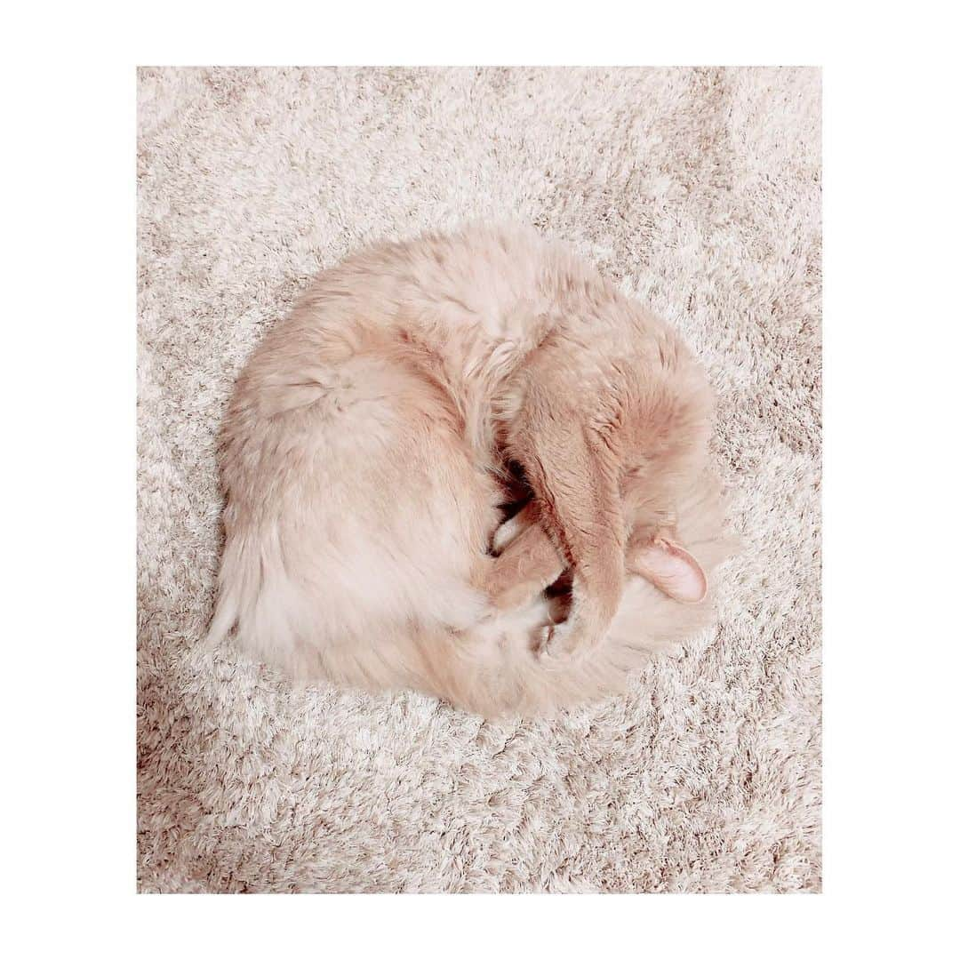 宇月颯さんのインスタグラム写真 - (宇月颯Instagram)「.﻿ .﻿ 2月22日🐾猫の日🐈💕﻿ ﻿ うちの愛猫ポテ✨﻿ いつも元気でいてくてれありがとう❤️﻿ 癒しや元気…沢山の愛をもらっています🙏✨﻿ いつもぽっちゃんに感謝です😊﻿ 元気に幸せに過ごしてくれたら嬉しい❤️﻿ ﻿ ﻿ ﻿ #2月22日#猫の日﻿ #にゃんにゃんにゃん﻿ #愛猫#猫#cat#ソマリ#フォーン﻿ #ポテ#pote#ぽっちゃん﻿ #にゃんすたグラム﻿ #catsofinstagram﻿ #猫に感謝﻿ #ぽっちゃんに感謝の日♡﻿ #愛猫家の皆様と分かち合う日˚✧₊﻿ #だから載せれるだけ写真をup‼︎﻿ #同じに見えるけど同じじゃないのよ﻿ #親バカ笑﻿ #フォロワーの皆さんにもぽっちゃんを愛して頂けて嬉しい♡﻿ #ありがとうございます‼︎﻿ #😻❤️﻿ ﻿ ﻿」2月22日 11時09分 - hayate_uzuki_official