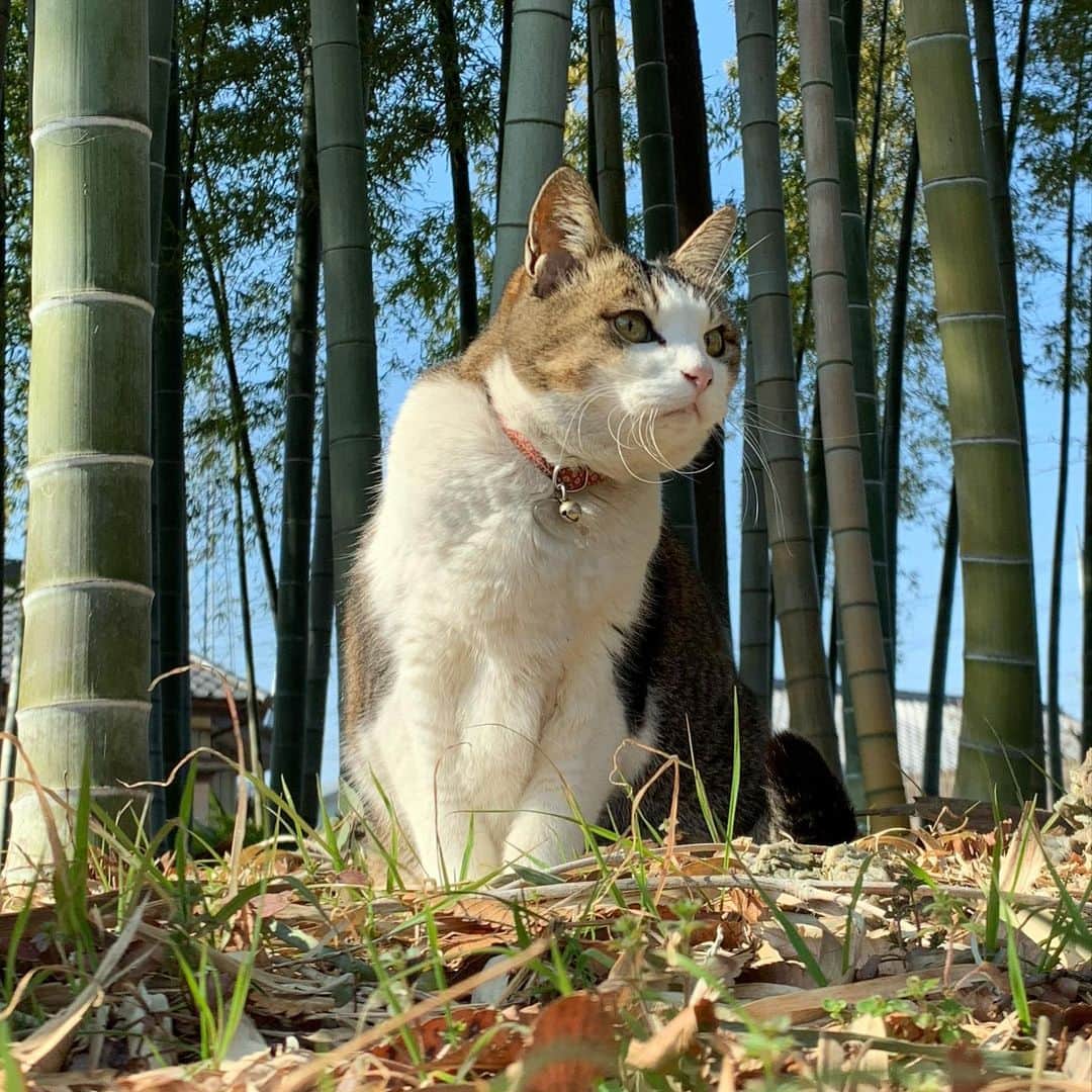 やふさんのインスタグラム写真 - (やふInstagram)「#猫の日 おめでとう㊗️我が家の女王様も御喜びのようです♪ . #cat #neko #catlovers #catsofinstagram #catstagram #instacat #猫 #ねこ #ネコ #保護猫 #のま #のまらー #被災猫」2月22日 11時10分 - kyafy